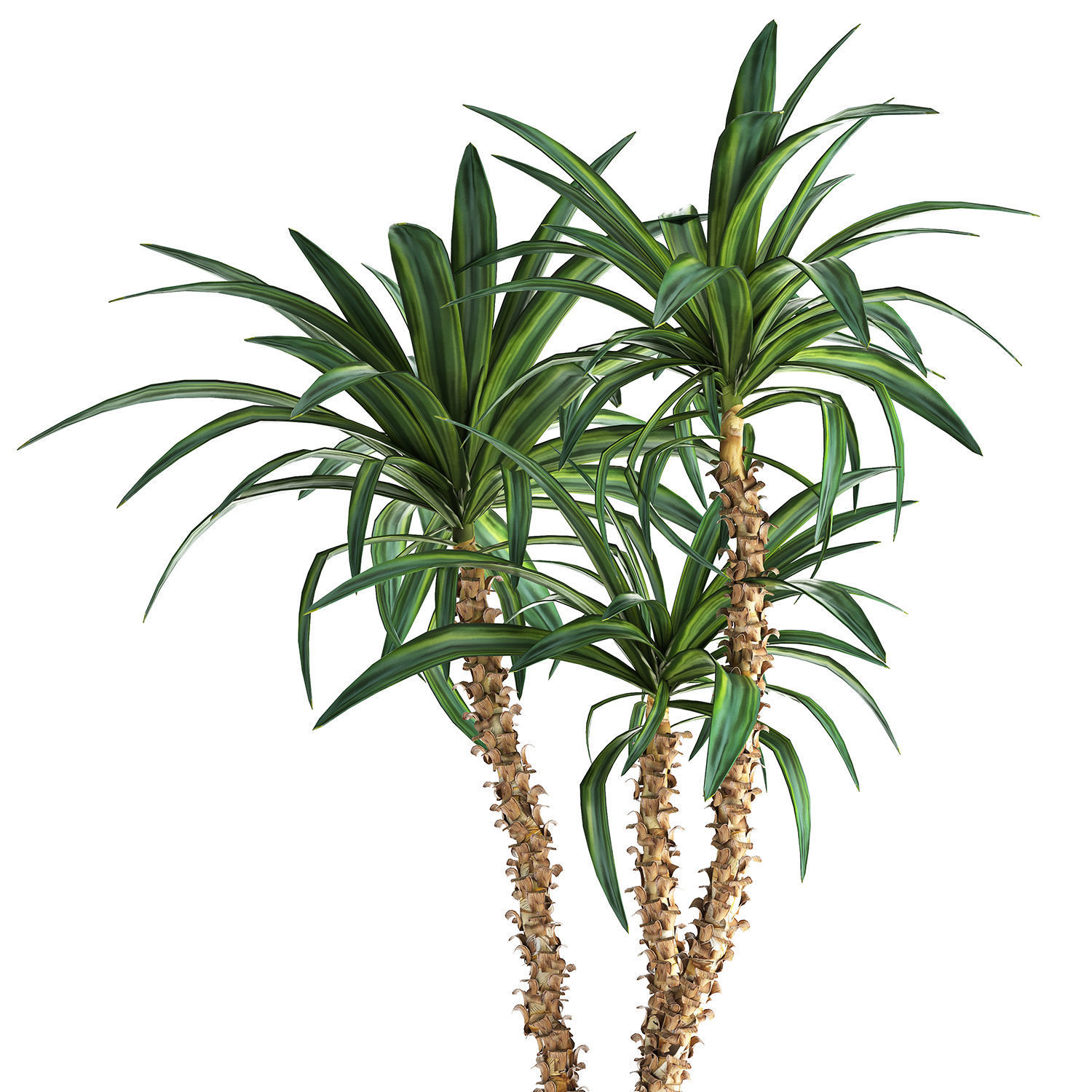Dracaena in a flowerpot for the interior 1010 3D model_2