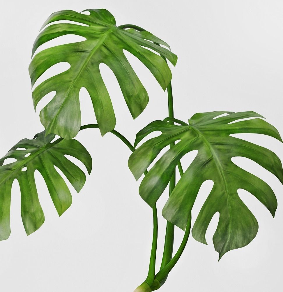 Monstera plant in pot 3D model_1