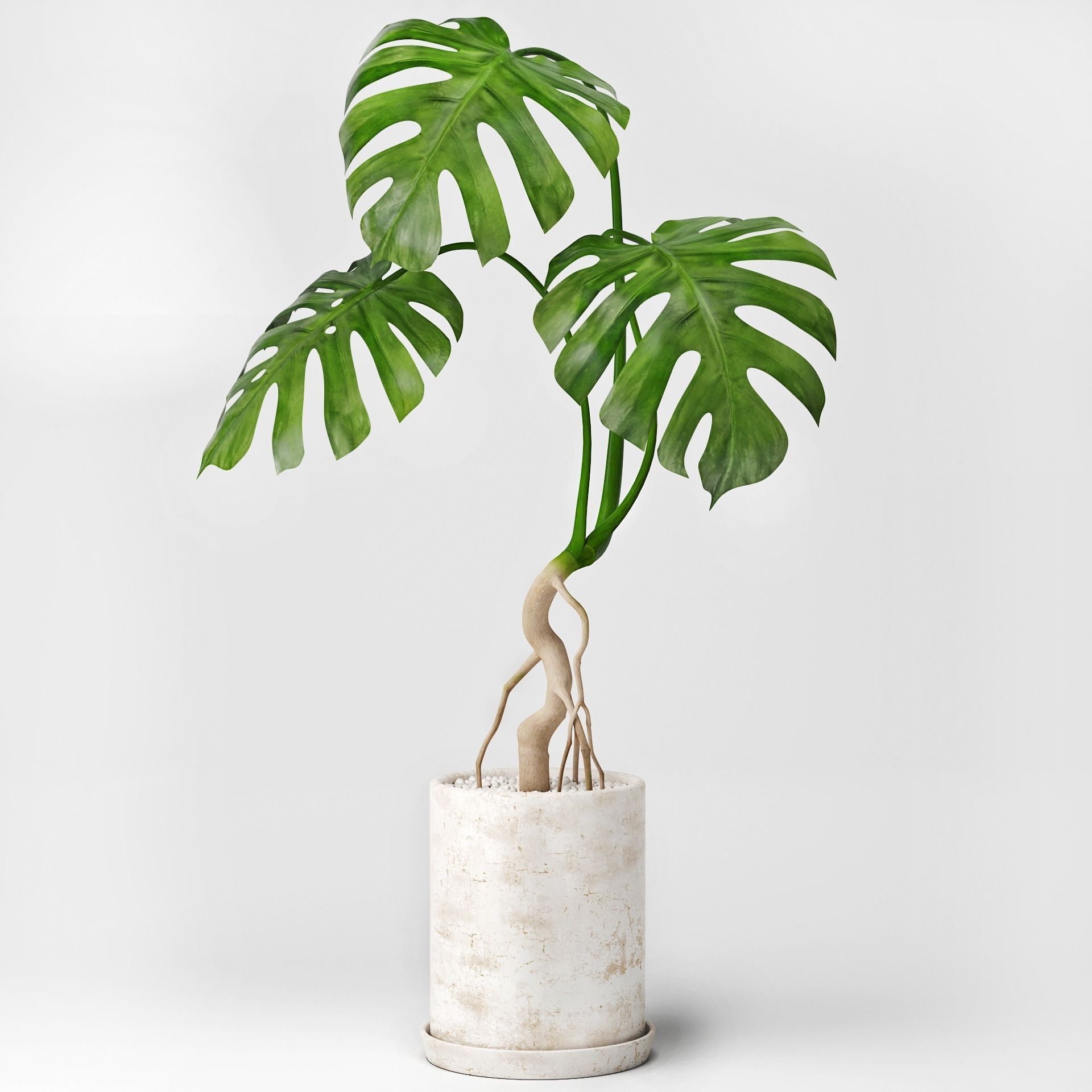 Monstera plant in pot 3D model_0