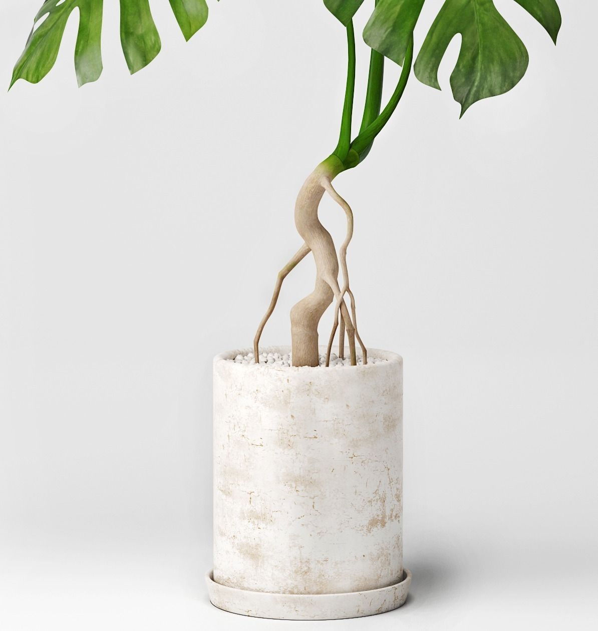 Monstera plant in pot 3D model_2