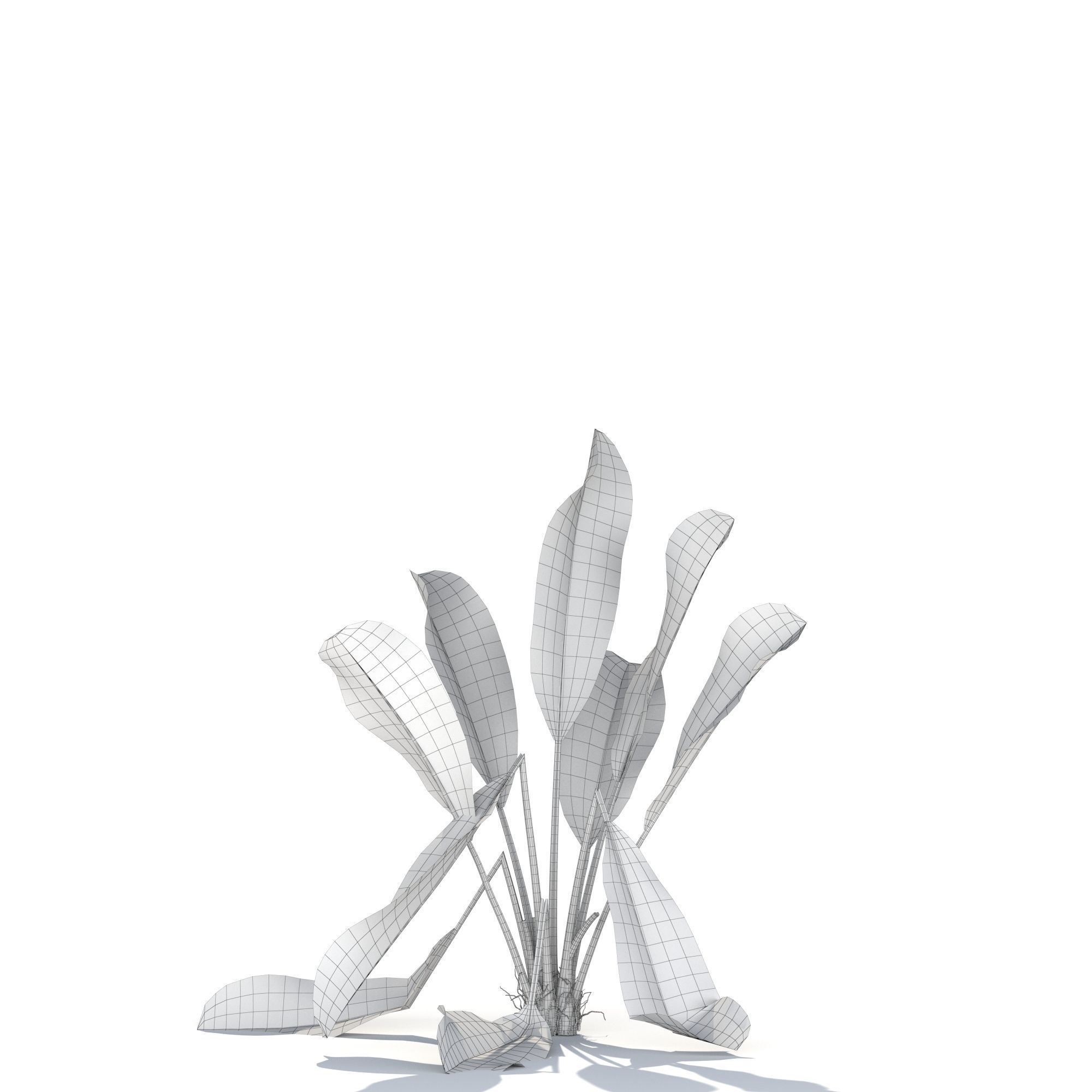 Zagg Banana Palm 3D model_17