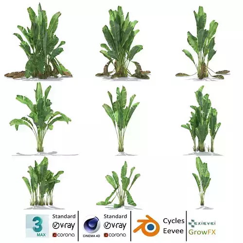 Zagg Banana Palm 3D model