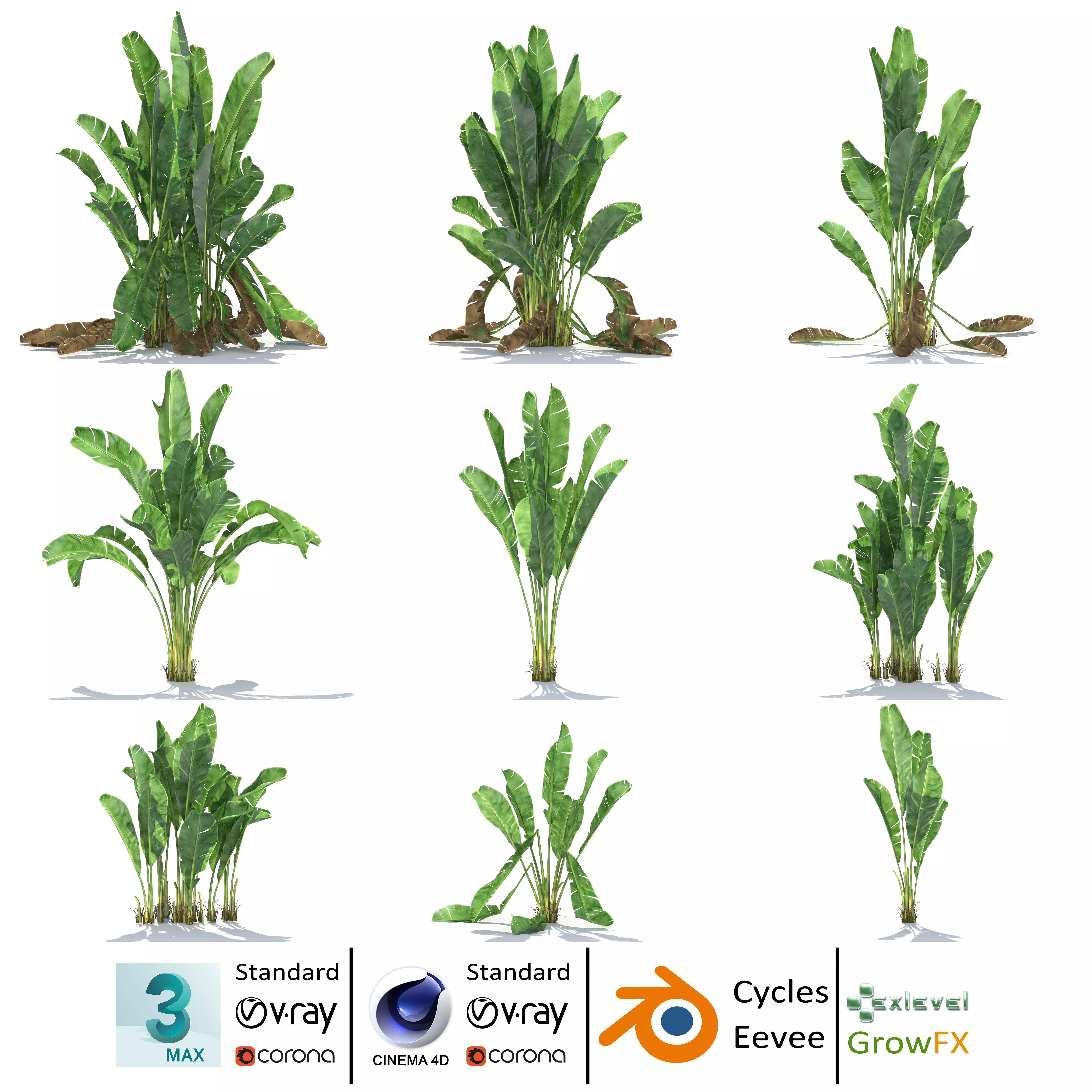 Zagg Banana Palm 3D model_0