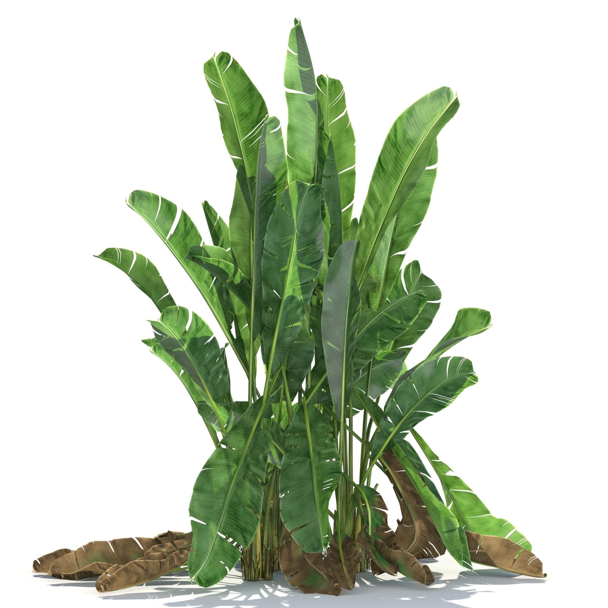 Zagg Banana Palm 3D model_1