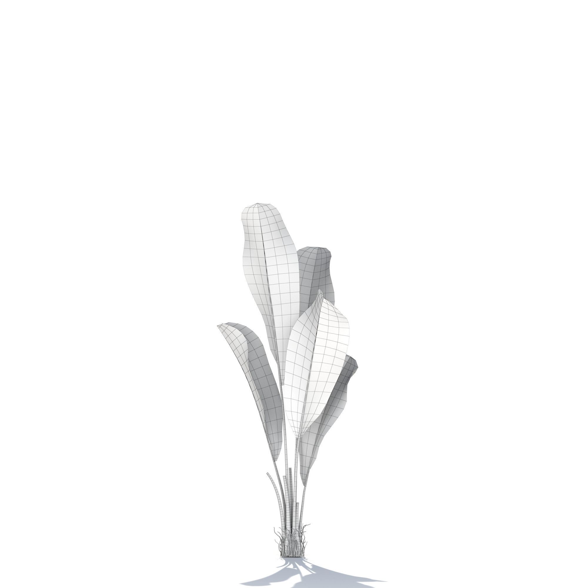 Zagg Banana Palm 3D model_18