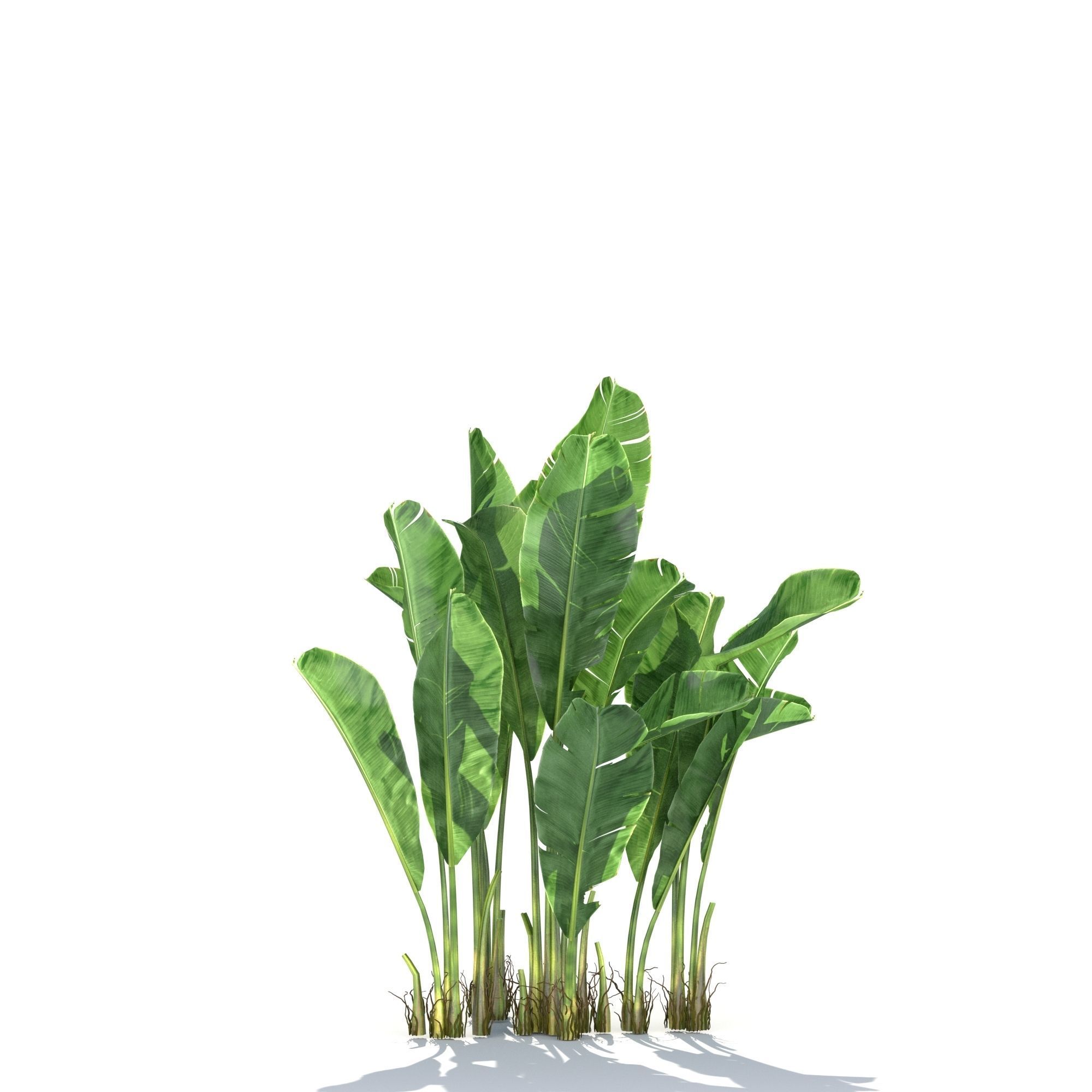 Zagg Banana Palm 3D model_7