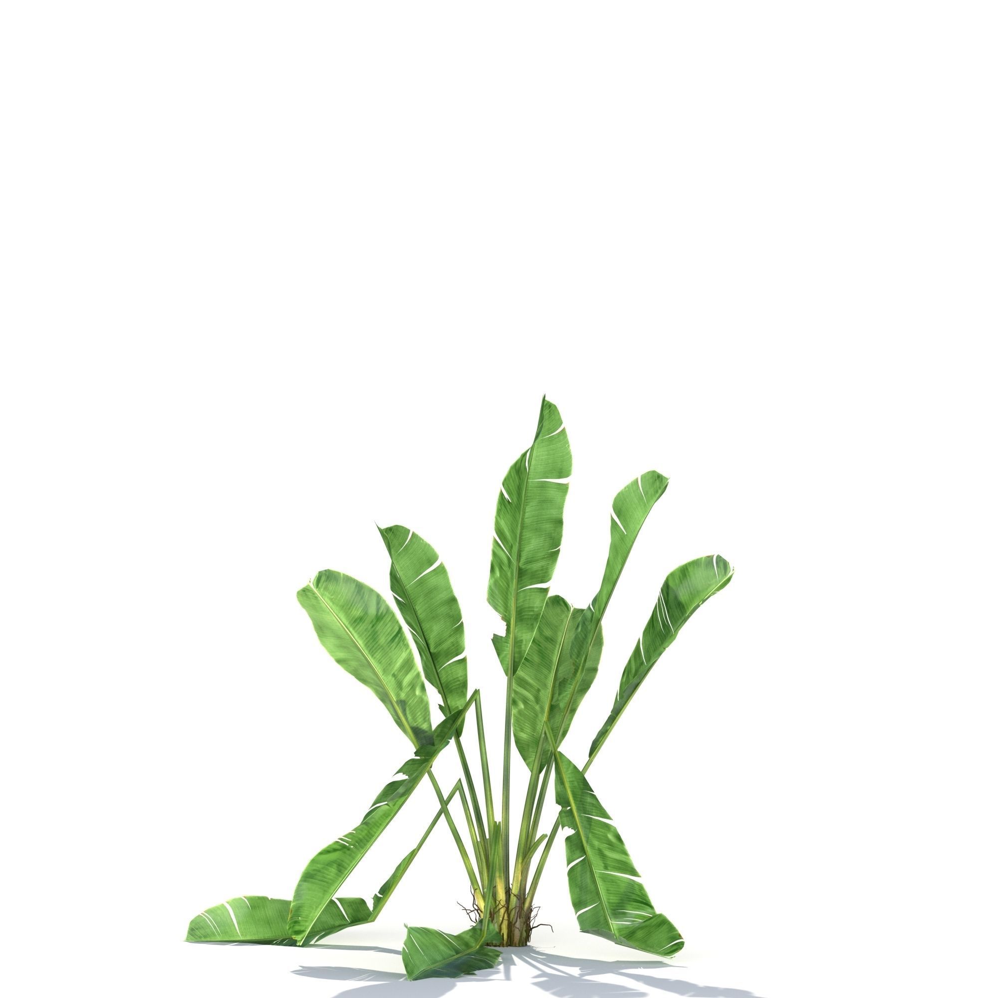 Zagg Banana Palm 3D model_8