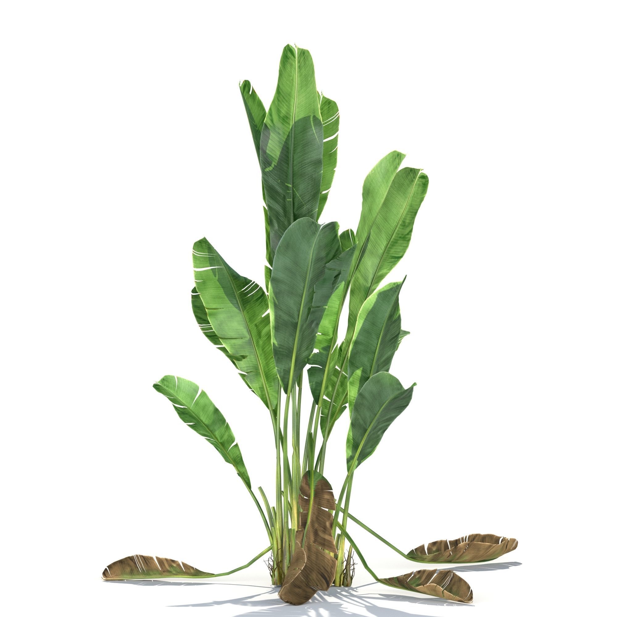 Zagg Banana Palm 3D model_3