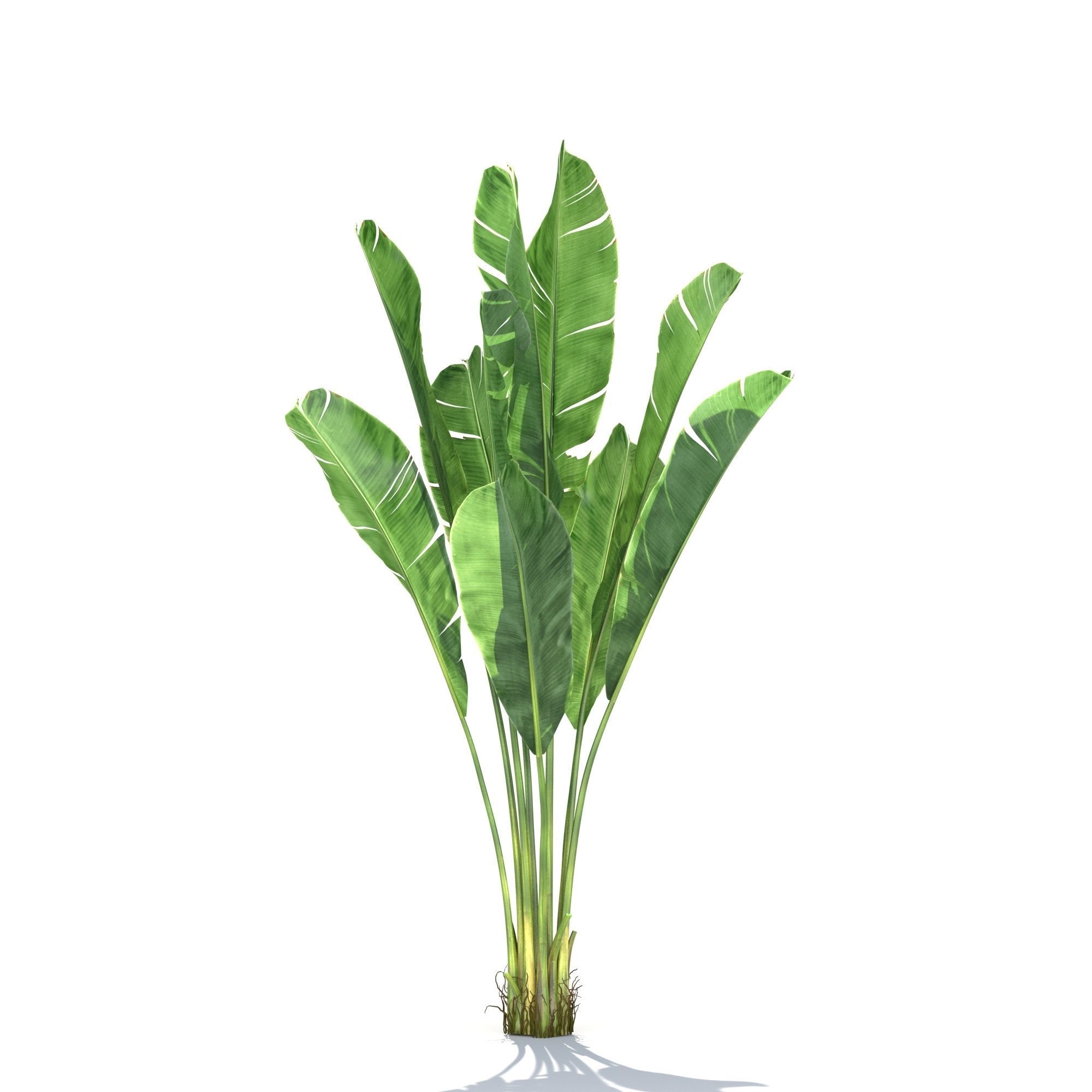 Zagg Banana Palm 3D model_5