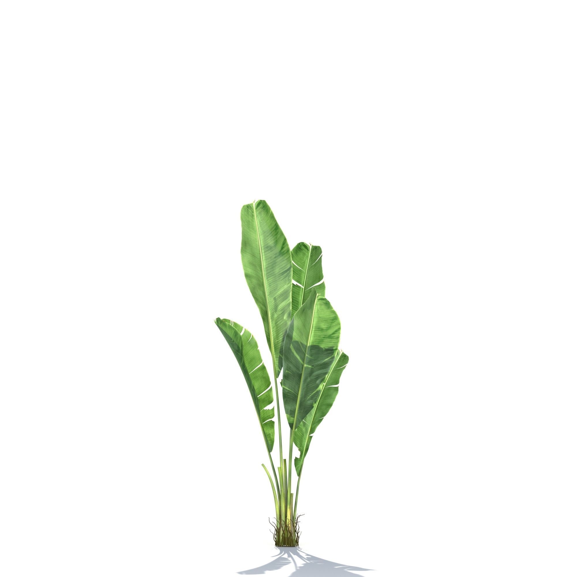 Zagg Banana Palm 3D model_9