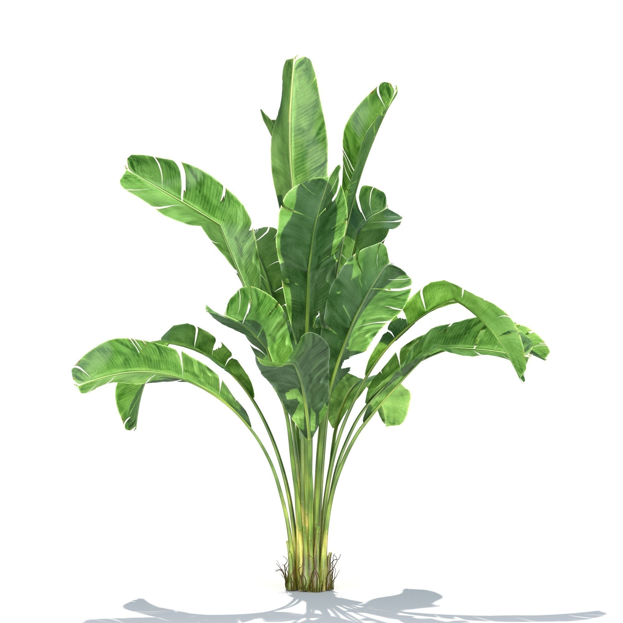 Zagg Banana Palm 3D model_4