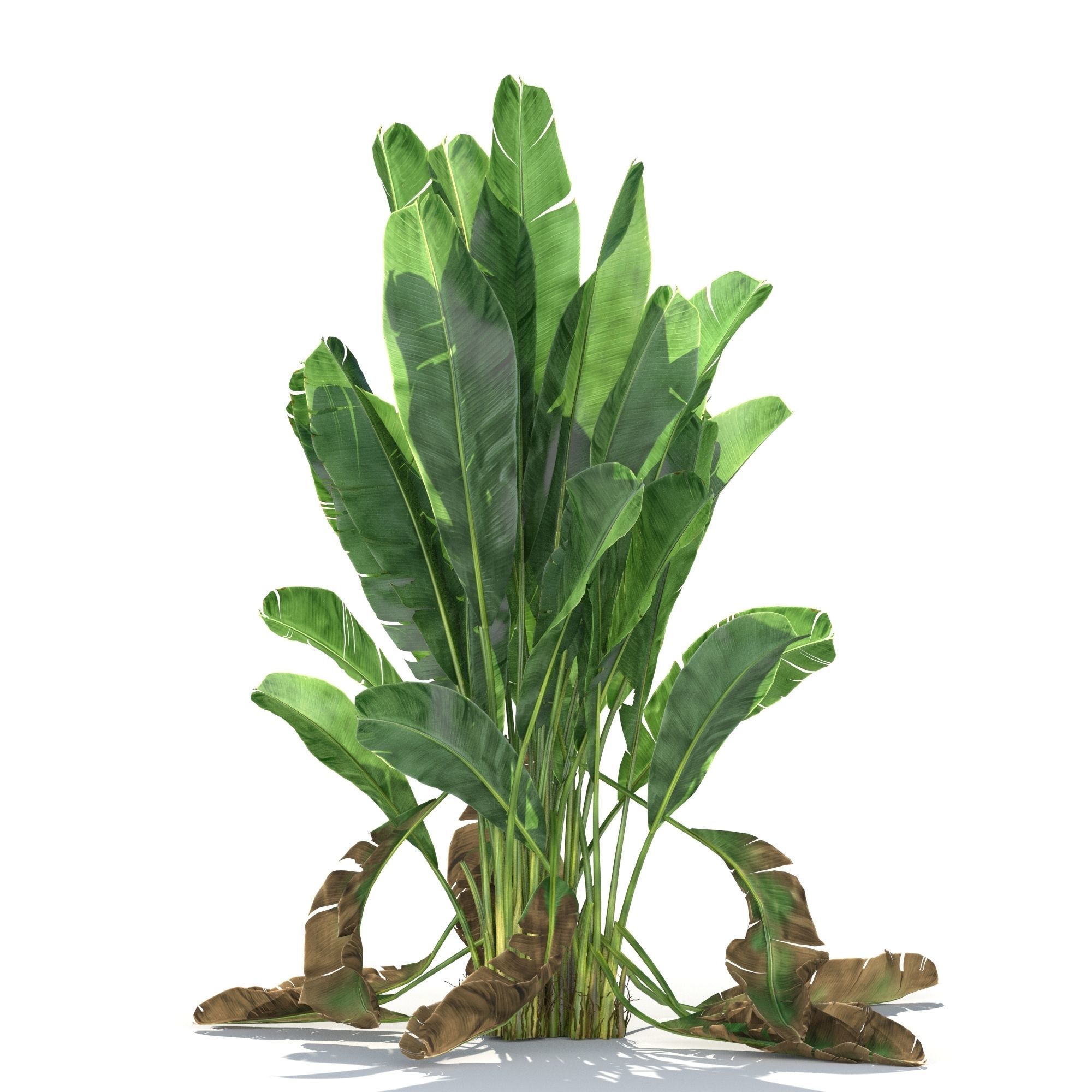 Zagg Banana Palm 3D model_2