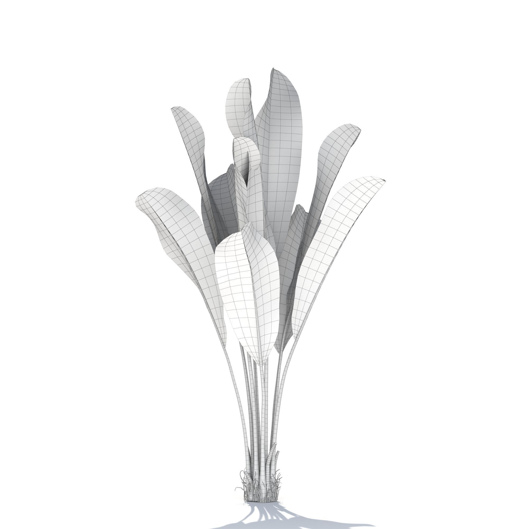 Zagg Banana Palm 3D model_14