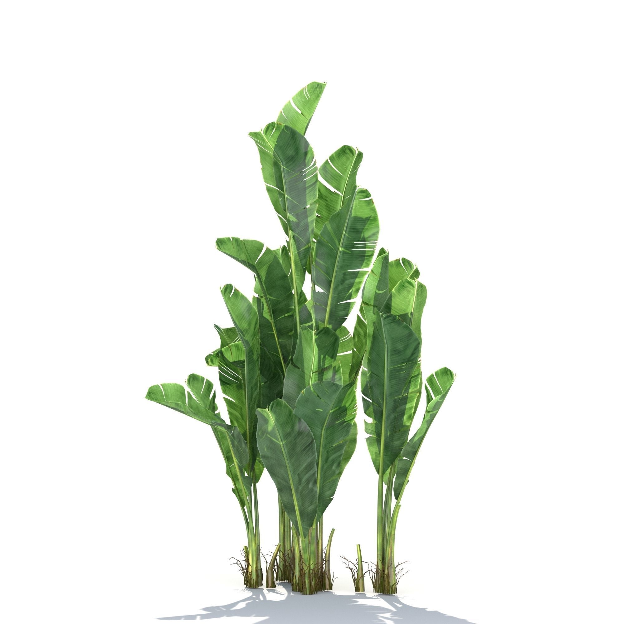 Zagg Banana Palm 3D model_6