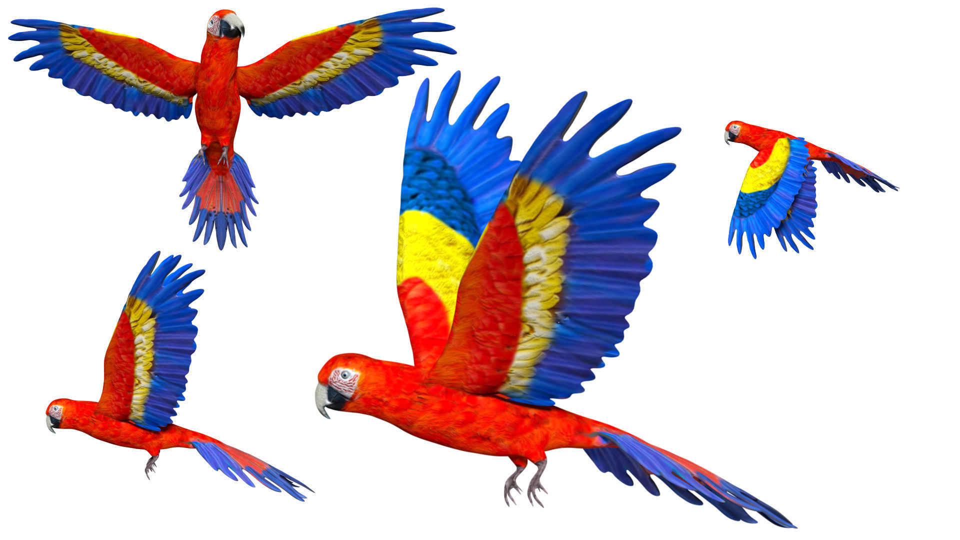 Macaw Parrot Low-poly 3D model_1