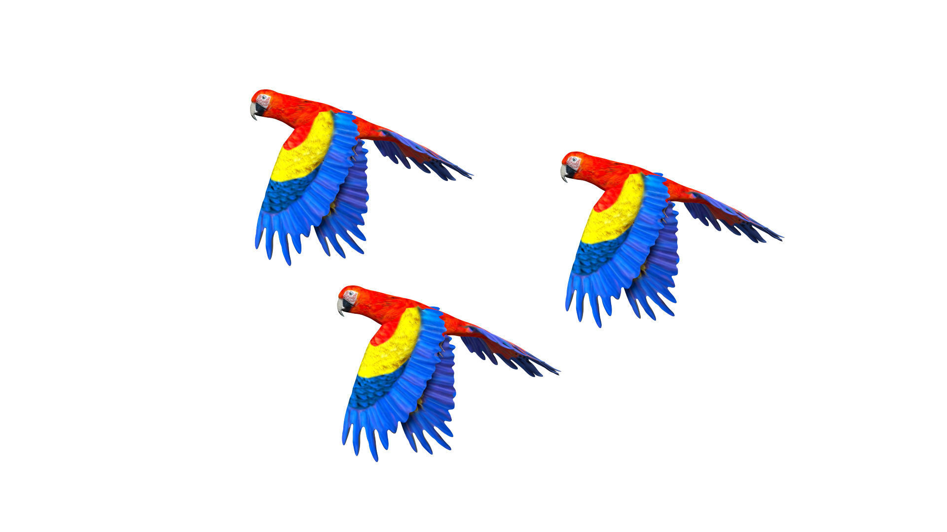 Macaw Parrot Low-poly 3D model_3