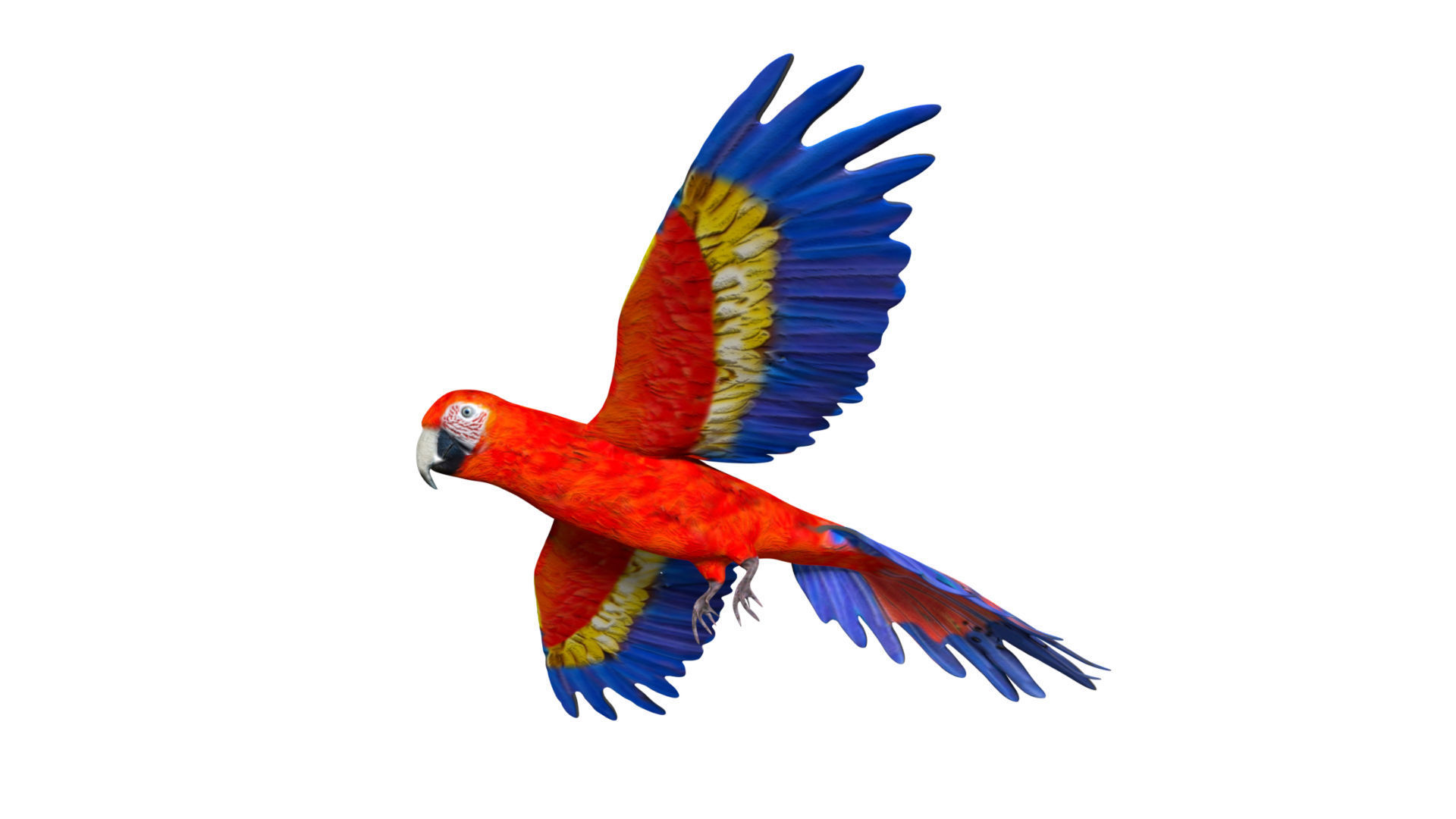 Macaw Parrot Low-poly 3D model_4