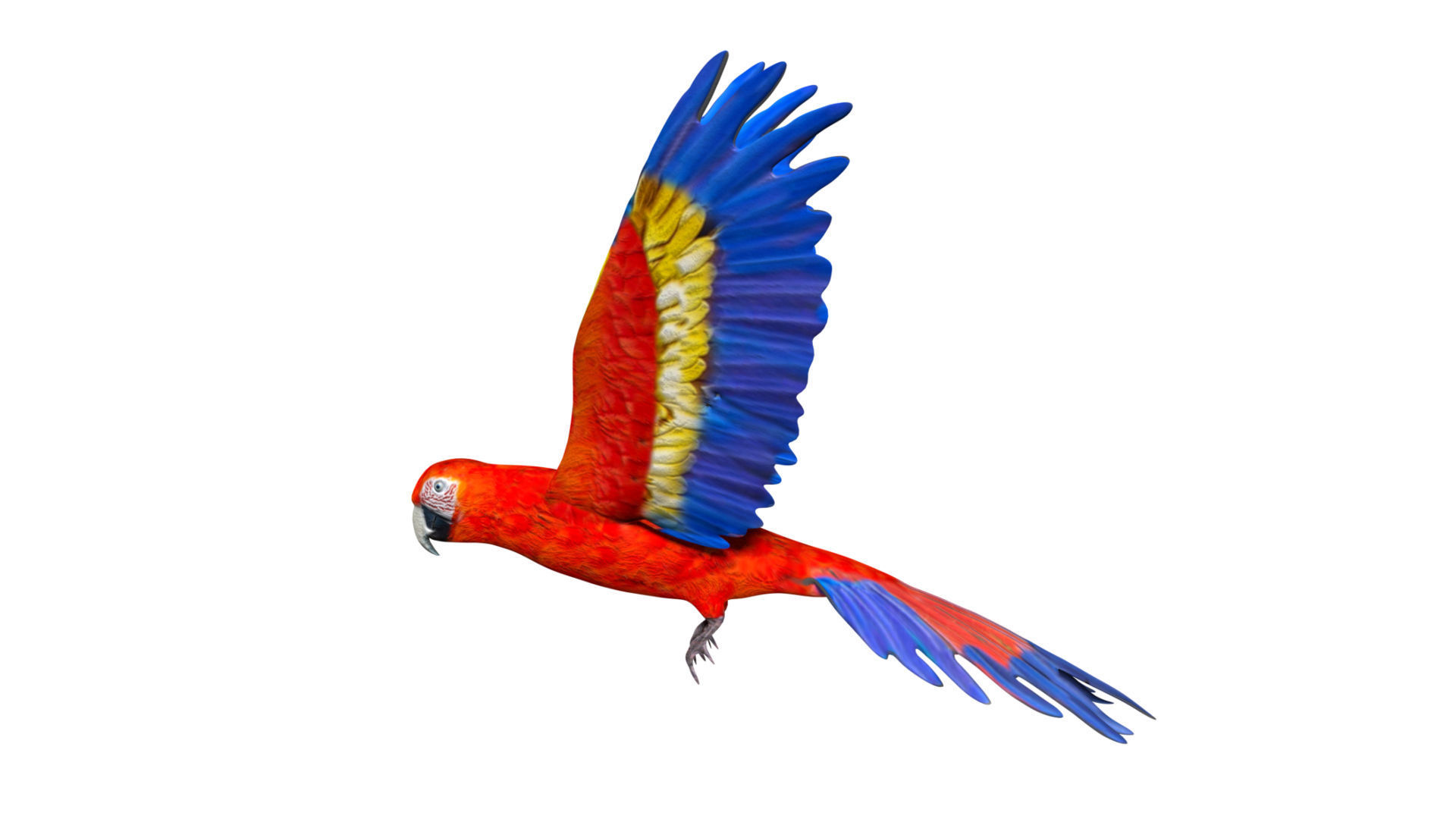 Macaw Parrot Low-poly 3D model_6