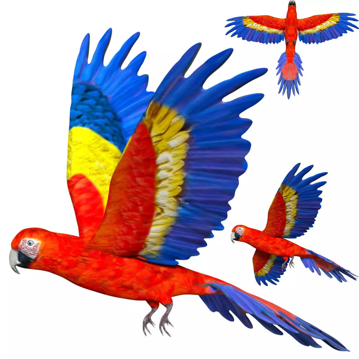 Macaw Parrot Low-poly 3D model_0
