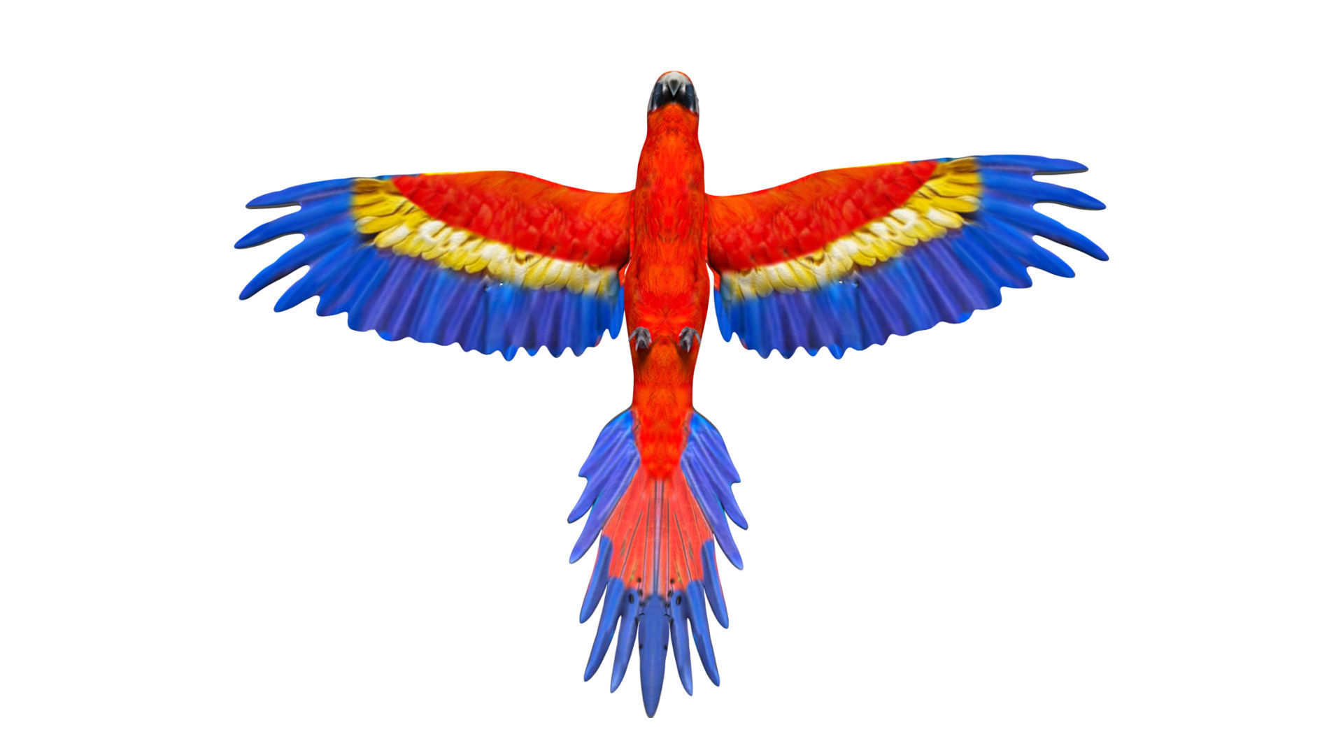 Macaw Parrot Low-poly 3D model_5