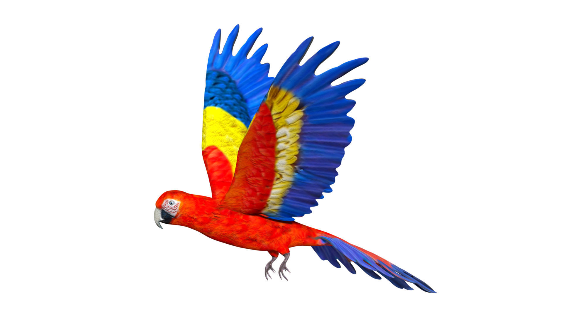 Macaw Parrot Low-poly 3D model_2