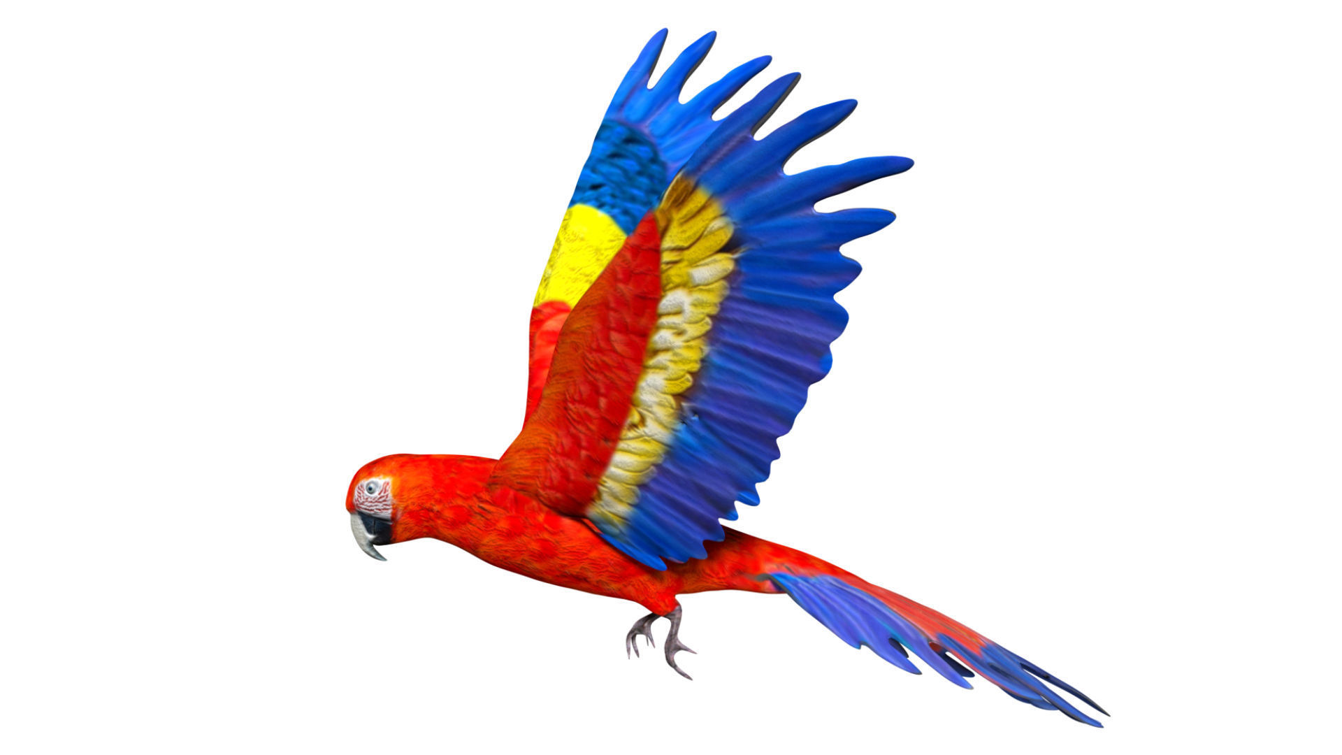 Macaw Parrot Low-poly 3D model_7