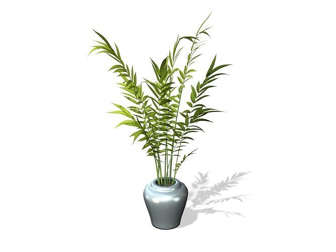 Areca Palm Plant