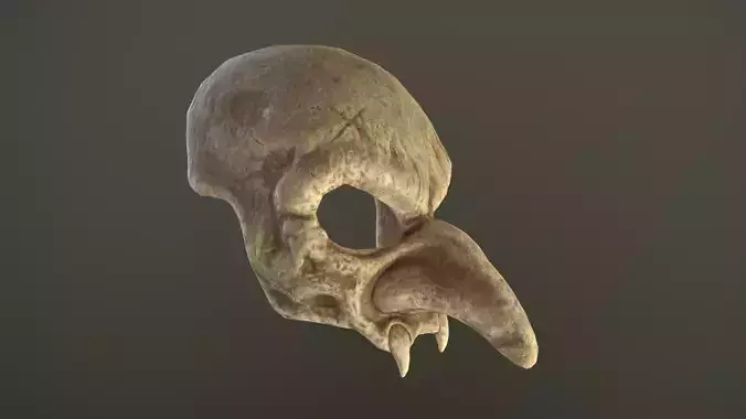 Skull mask