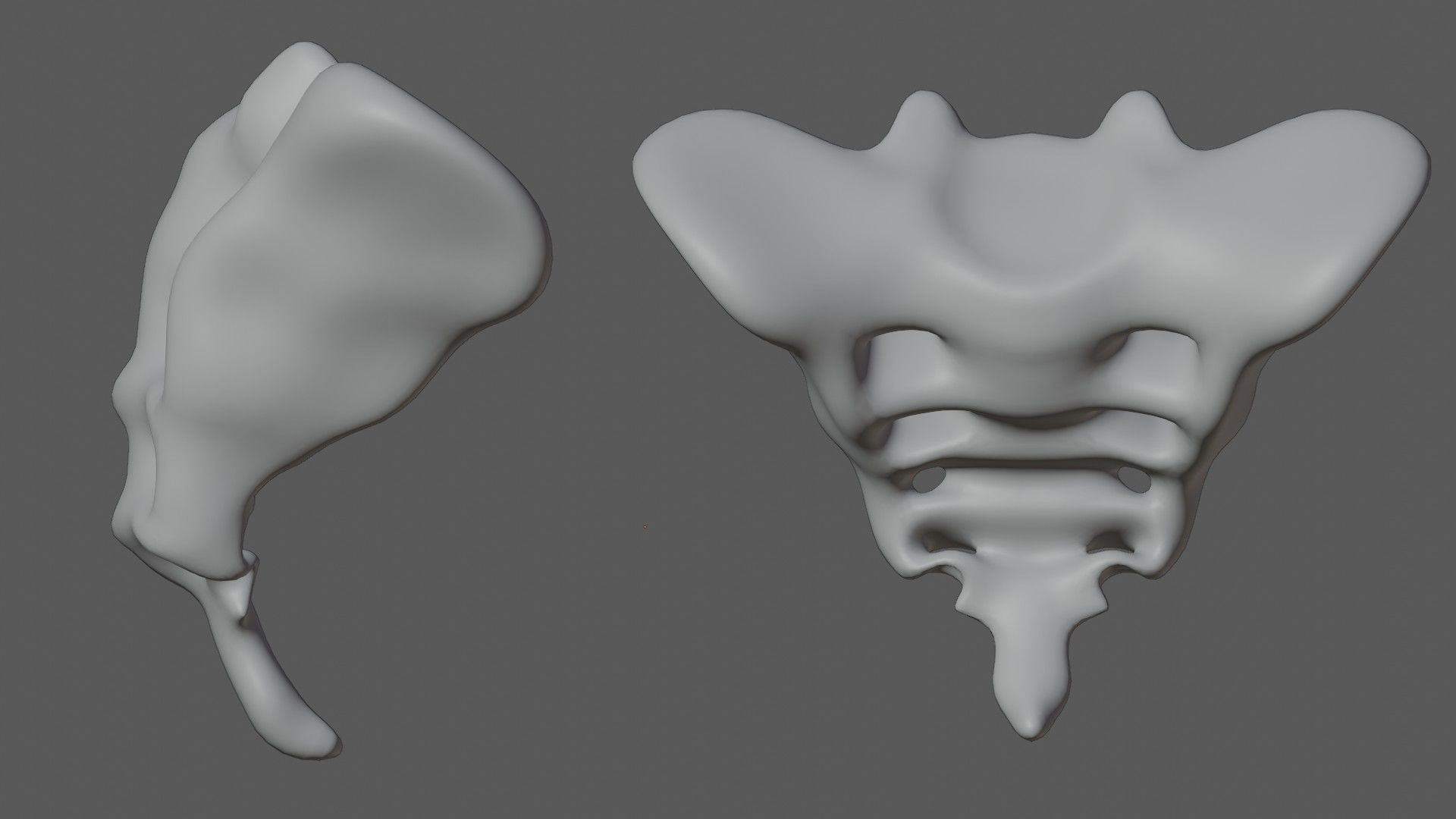 Tailbone tail bone Low-poly 3D model_7