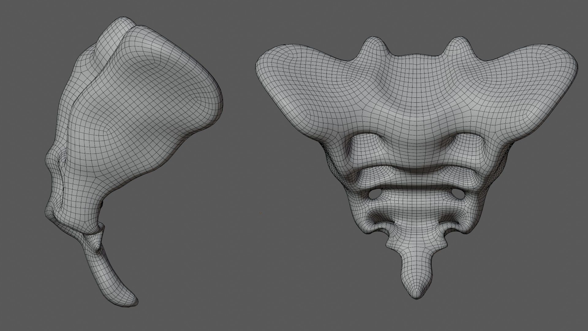 Tailbone tail bone Low-poly 3D model_8