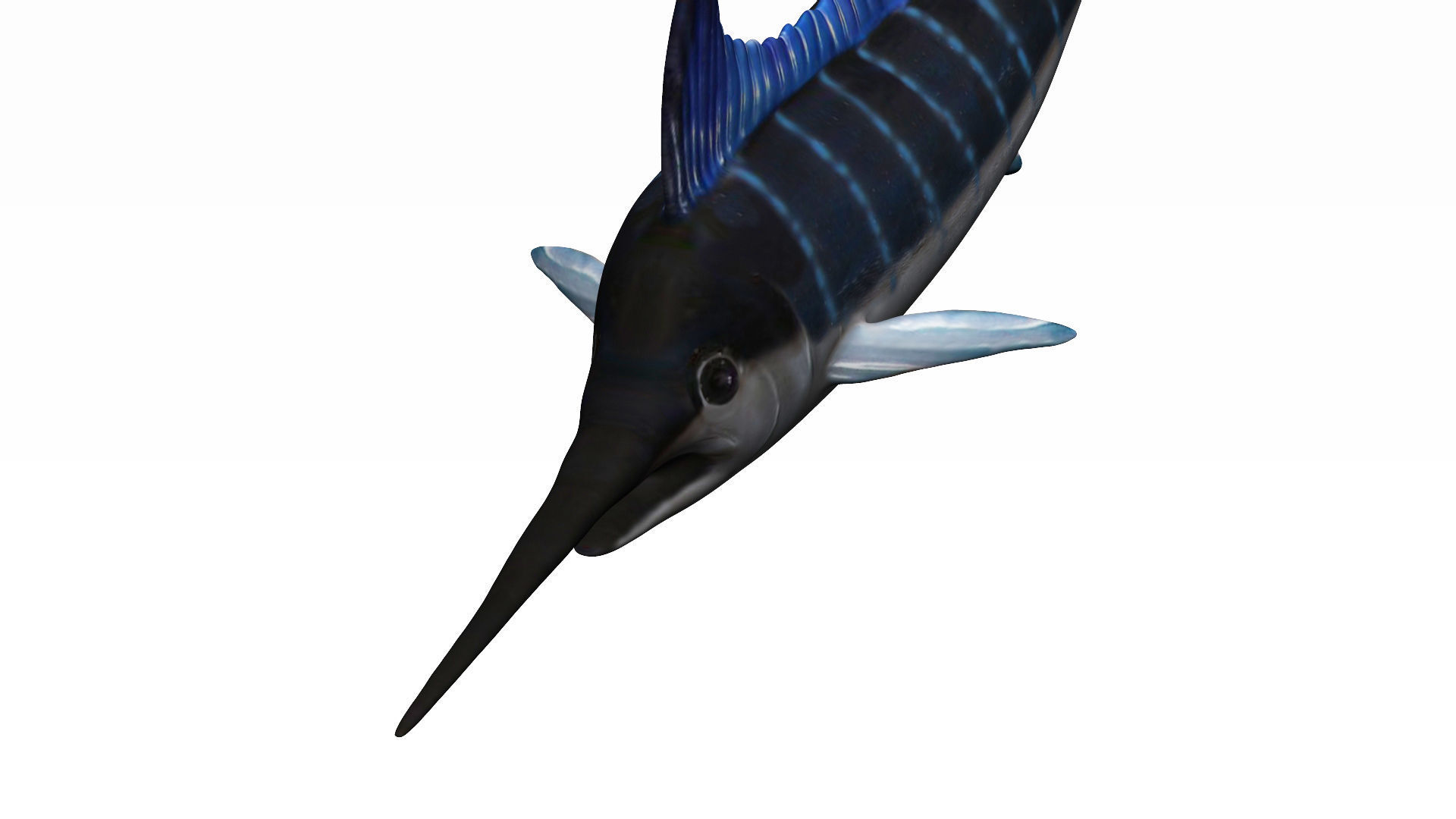Merlin swordfish Low-poly 3D model_2