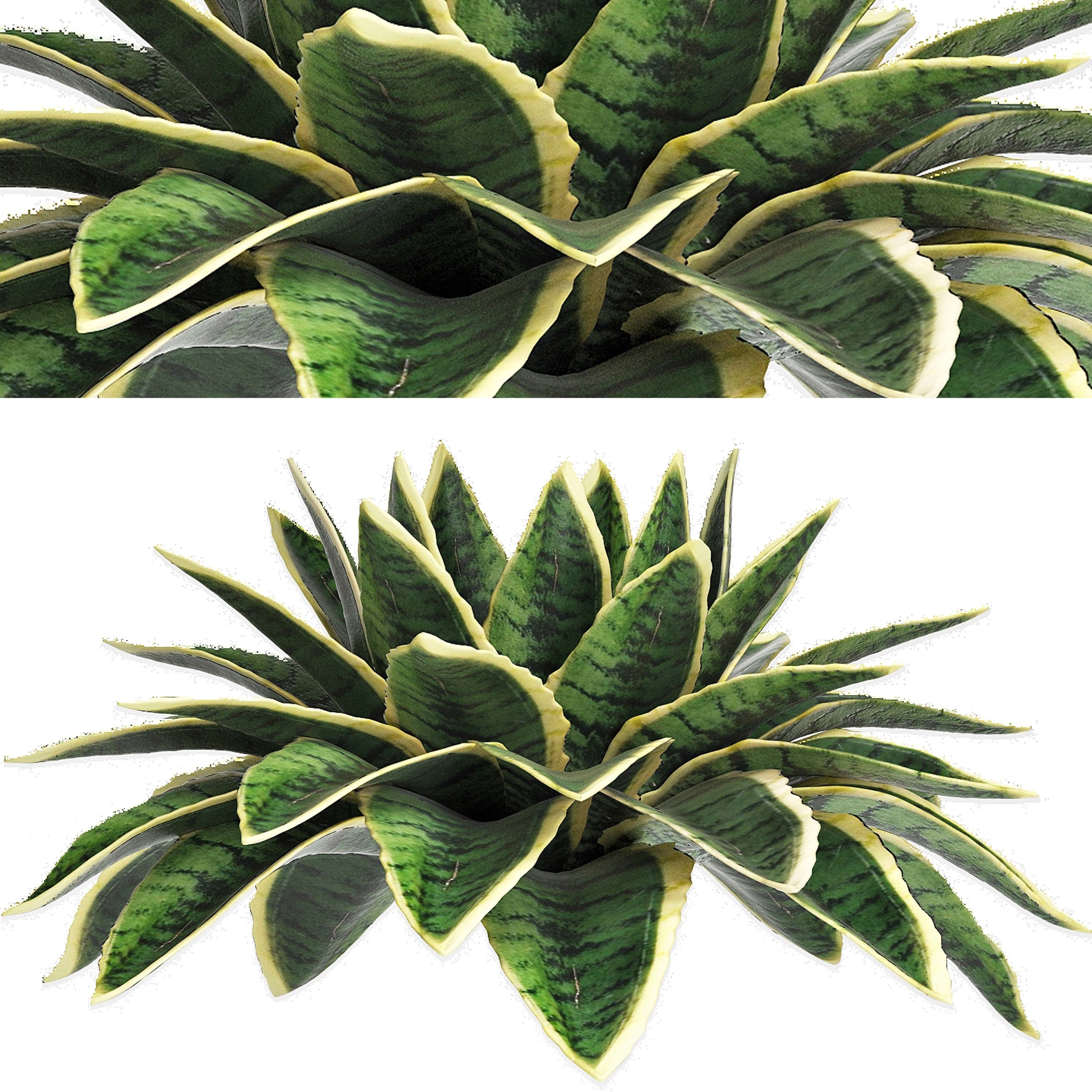 Agave Sansevieira Outdoor Plant Set 216 3D model_4