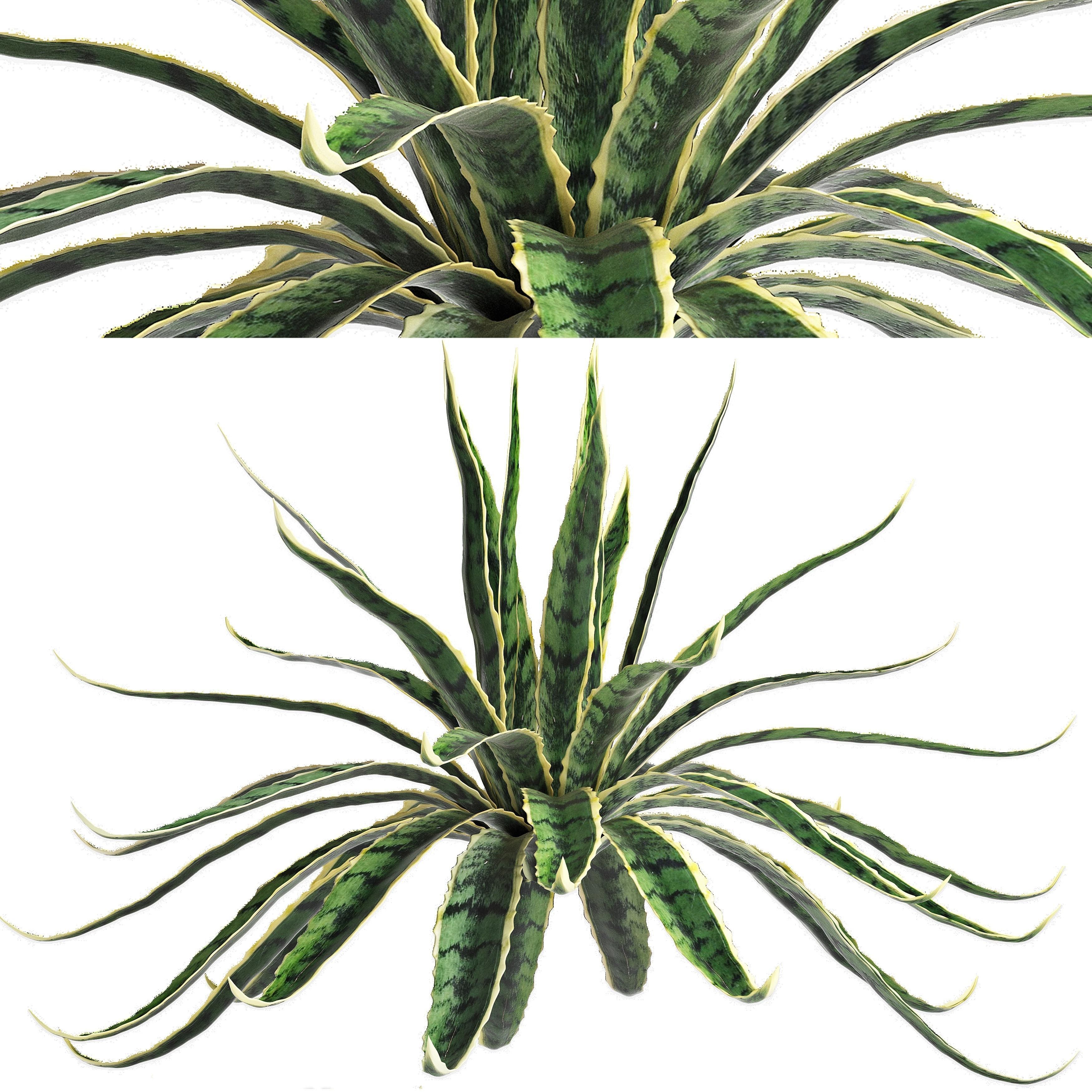 Agave Sansevieira Outdoor Plant Set 216 3D model_2