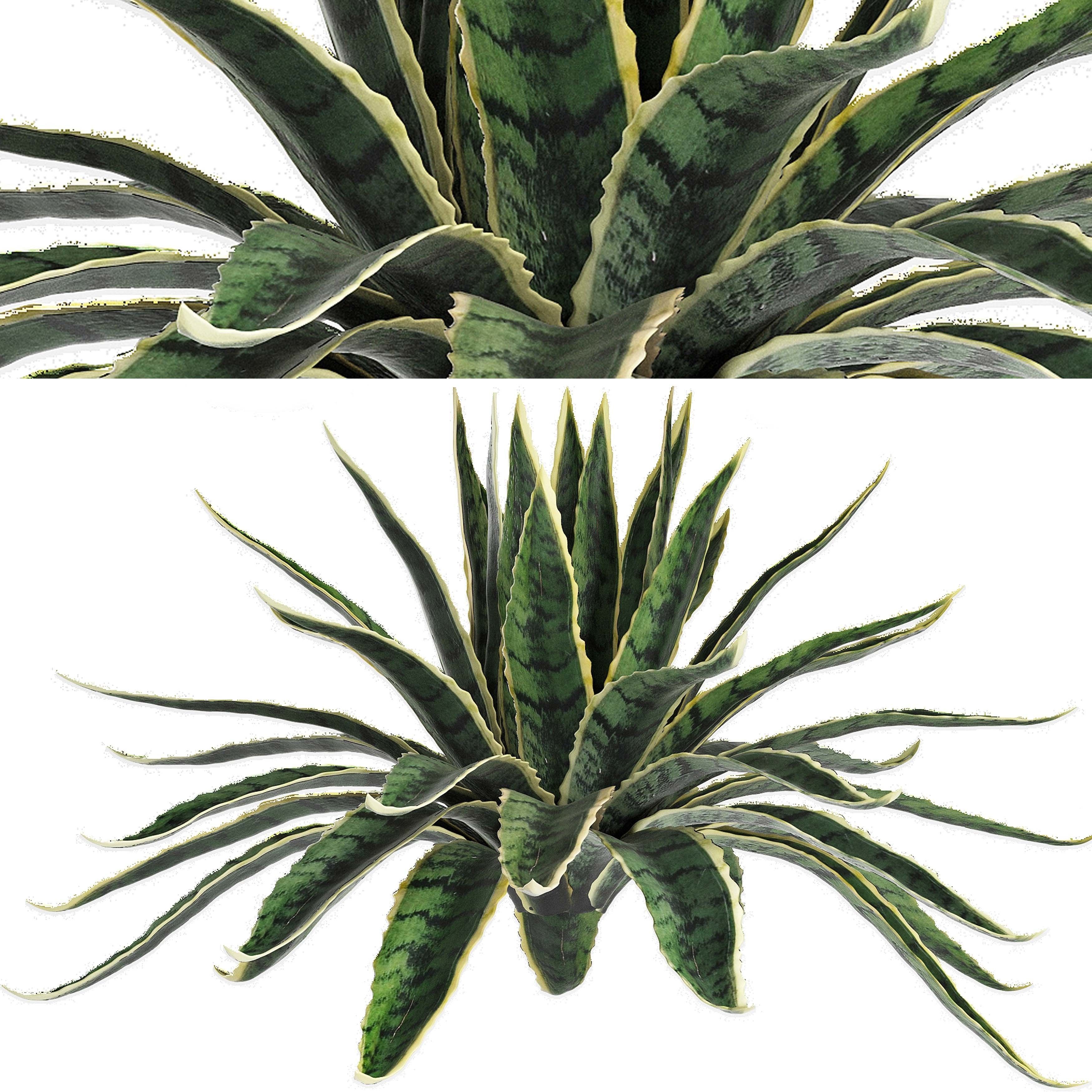 Agave Sansevieira Outdoor Plant Set 216 3D model_3