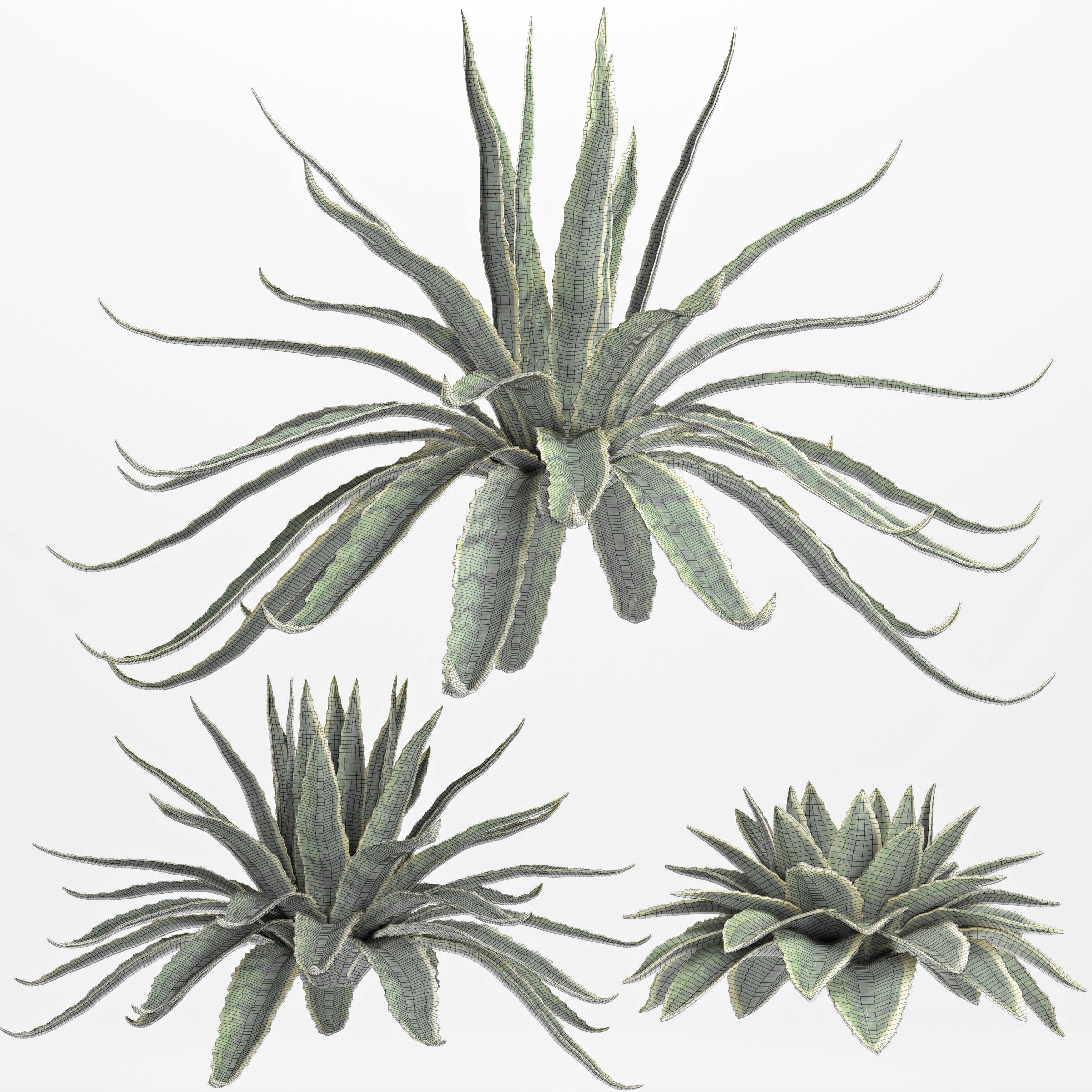 Agave Sansevieira Outdoor Plant Set 216 3D model_6