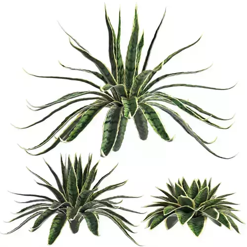 Agave Sansevieira Outdoor Plant Set 216 3D model