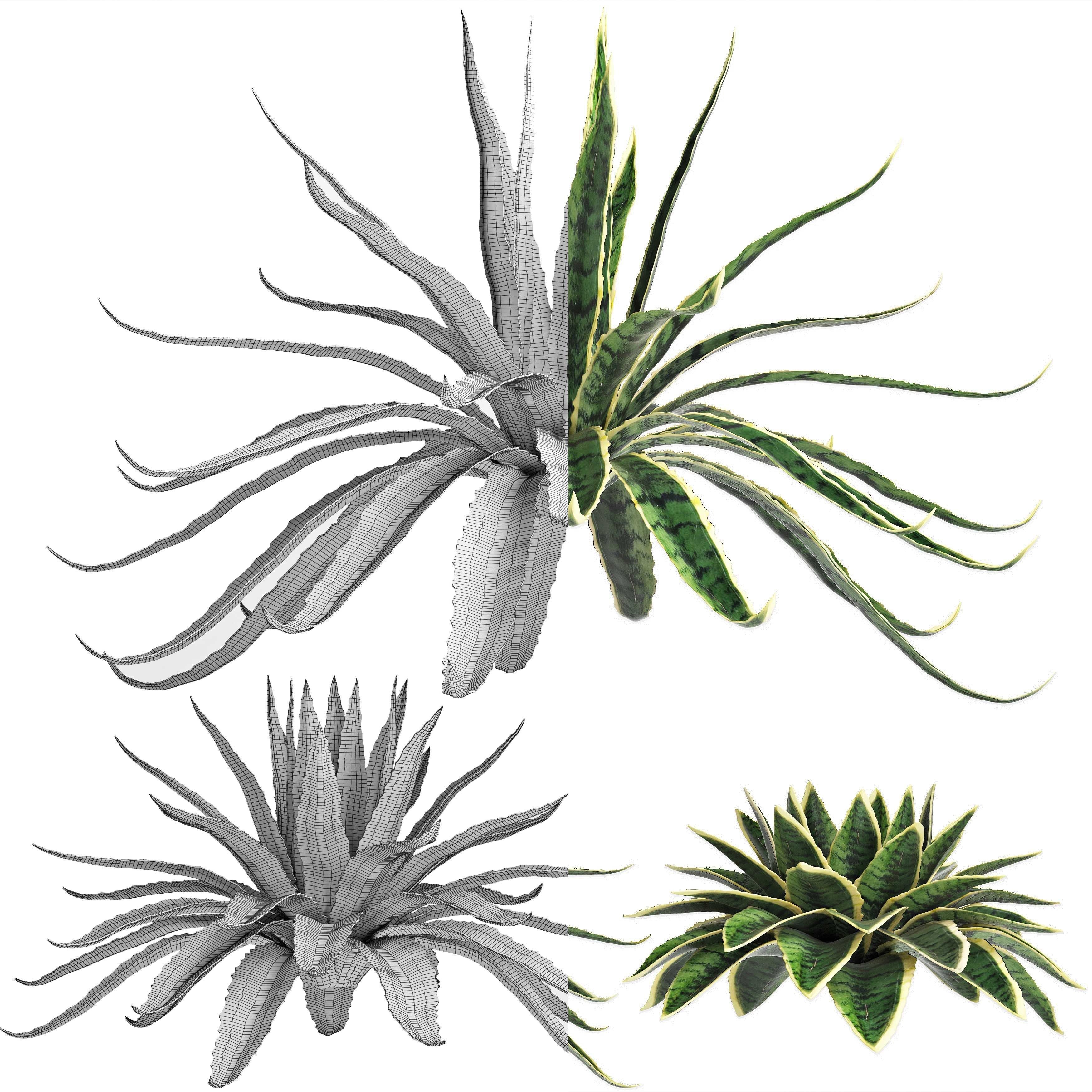 Agave Sansevieira Outdoor Plant Set 216 3D model_7