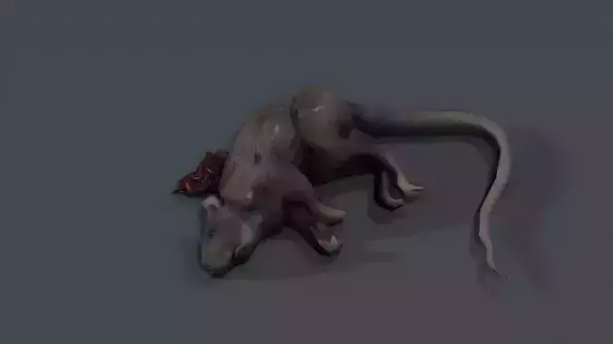 Dead Rat