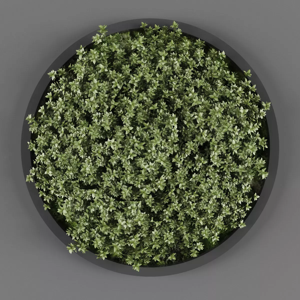 Vertical garden 143 Low-poly 3D model_0