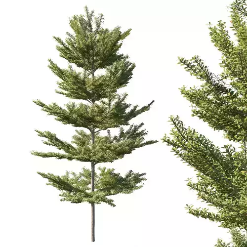 Terminalia mantaly 04