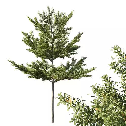 Terminalia mantaly 05