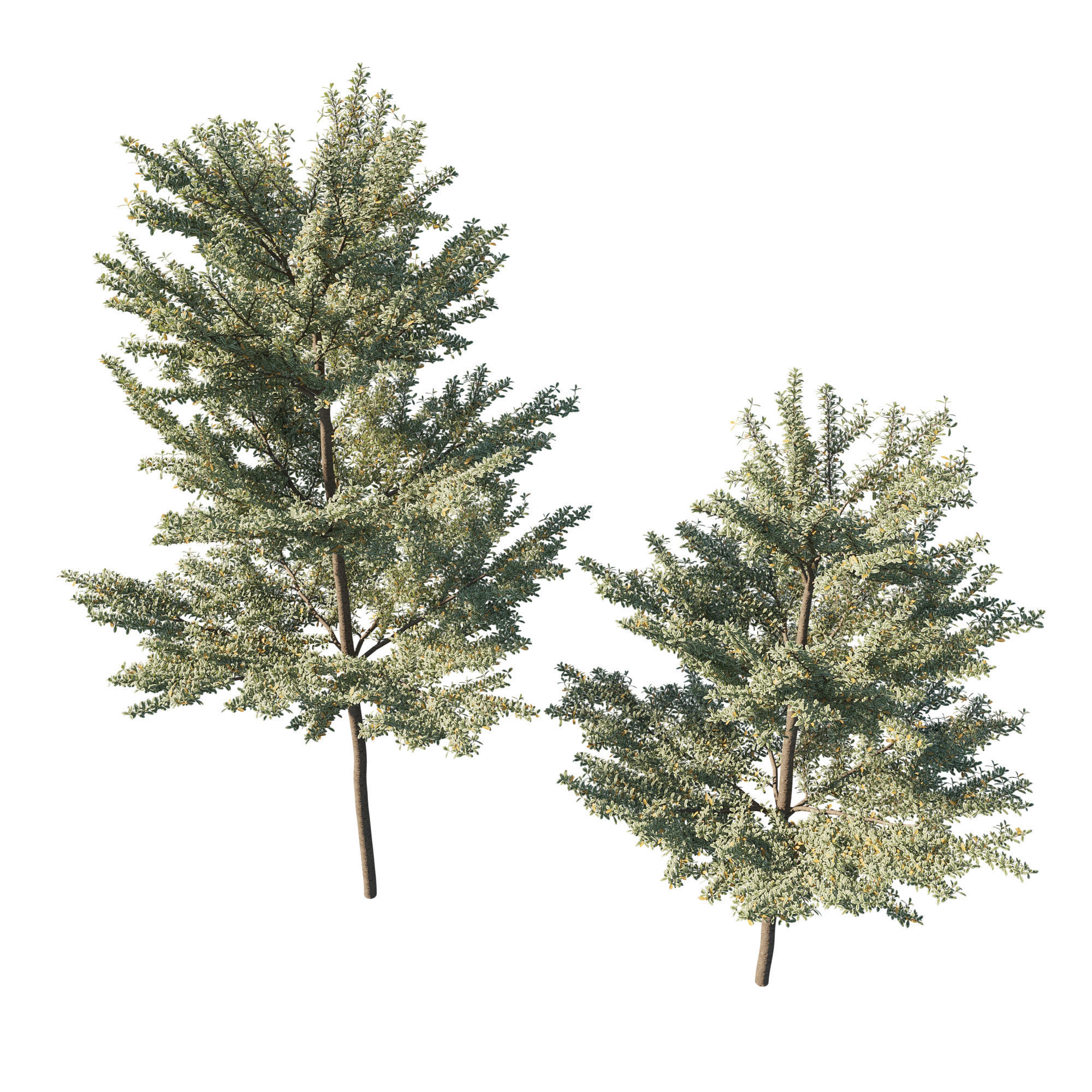 Terminalia mantaly 06 3D model_1