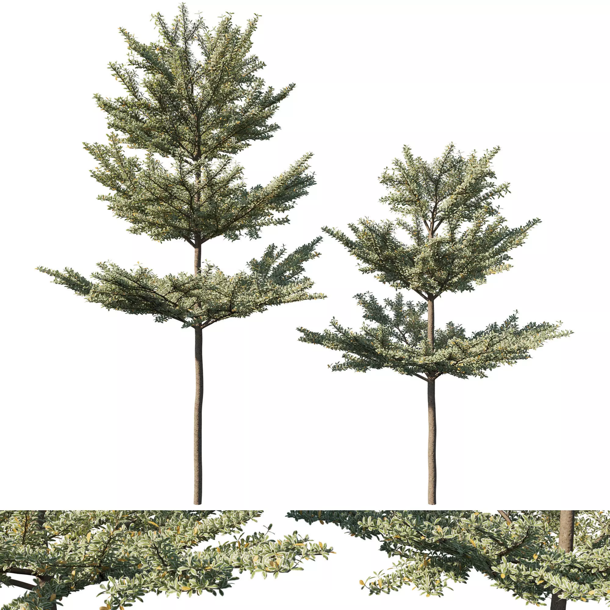 Terminalia mantaly 06 3D model_0