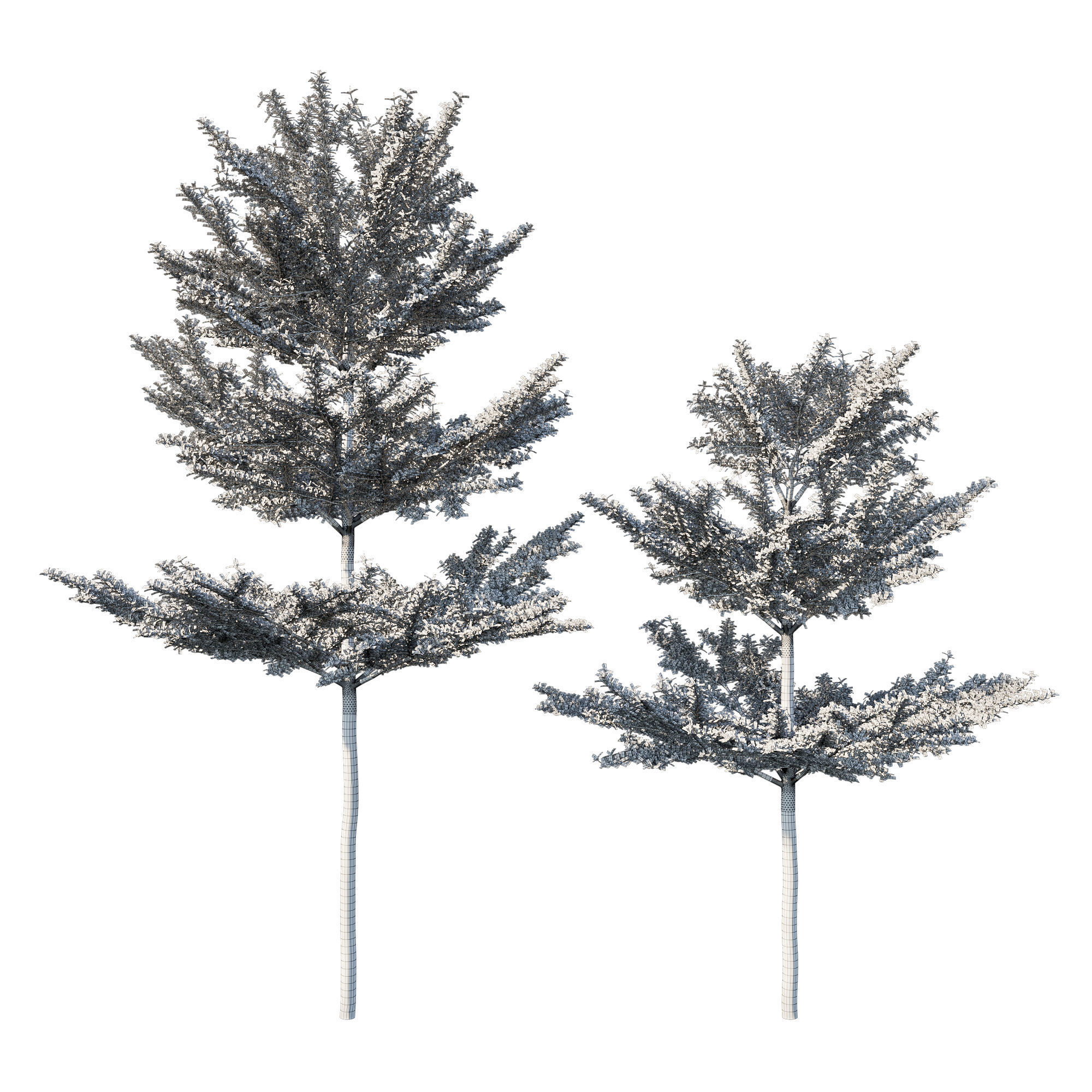 Terminalia mantaly 06 3D model_2