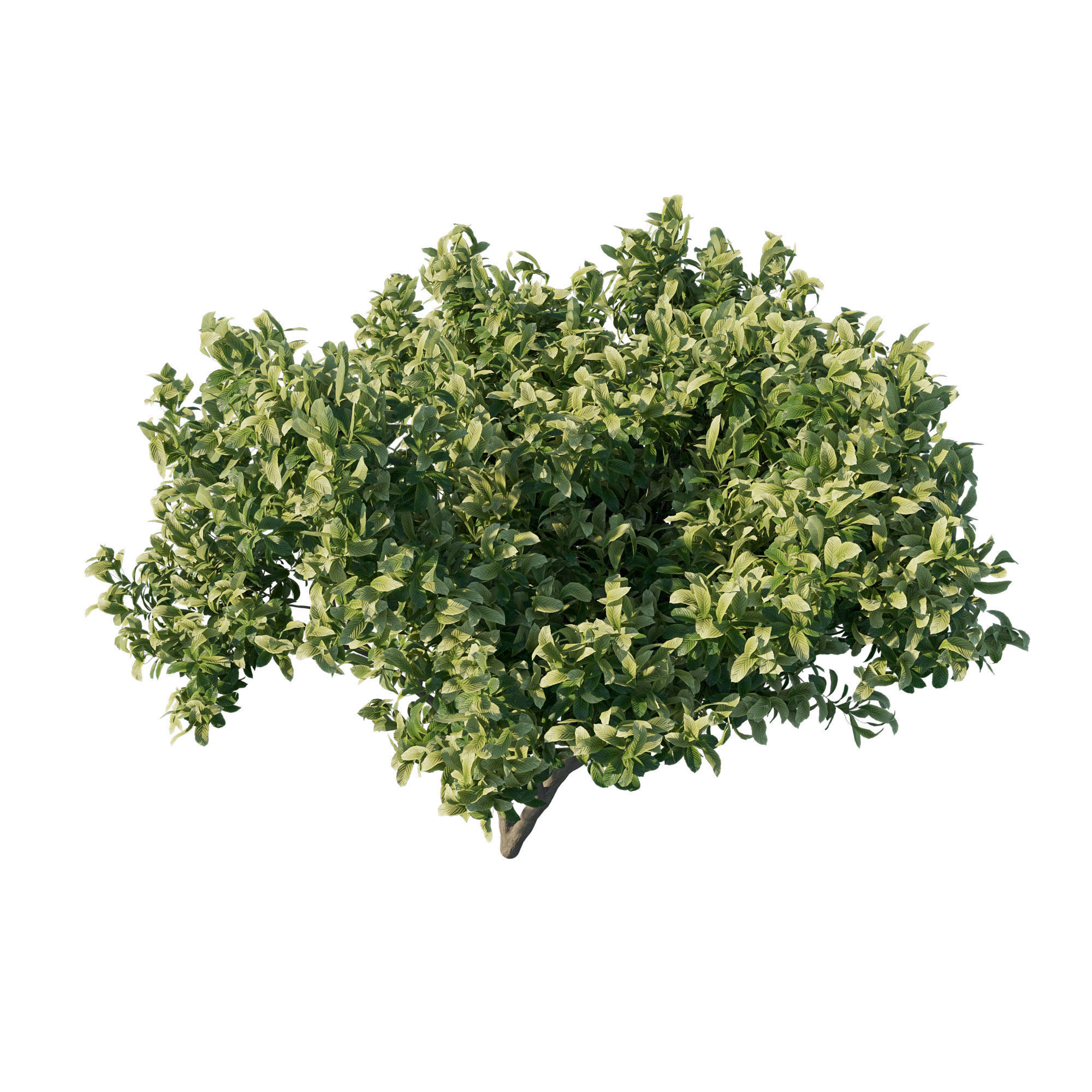 Eriobotrya Japonica Loquat 02 3D model_1