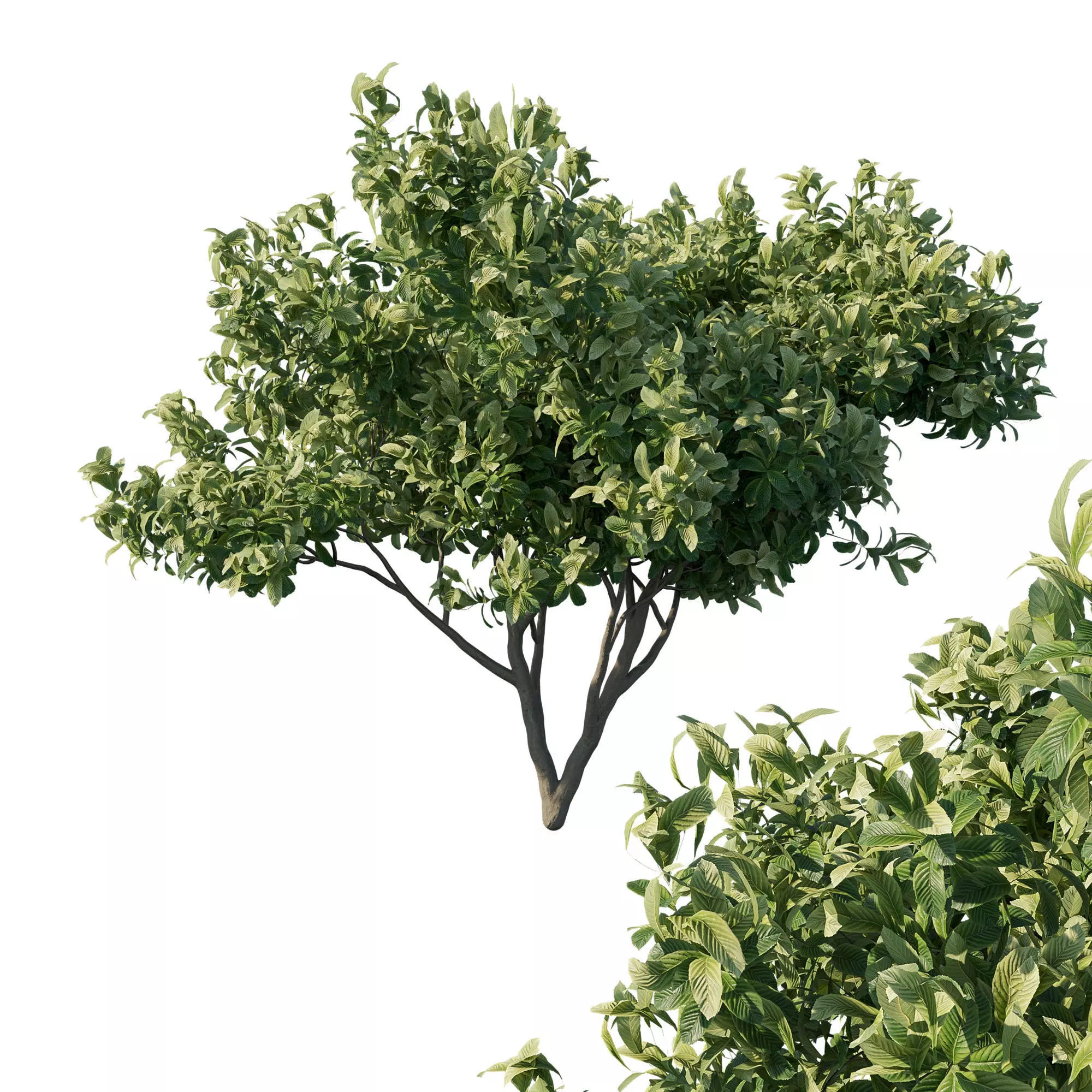 Eriobotrya Japonica Loquat 02 3D model_0