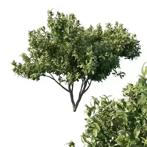 Eriobotrya Japonica Loquat 02 3D model
