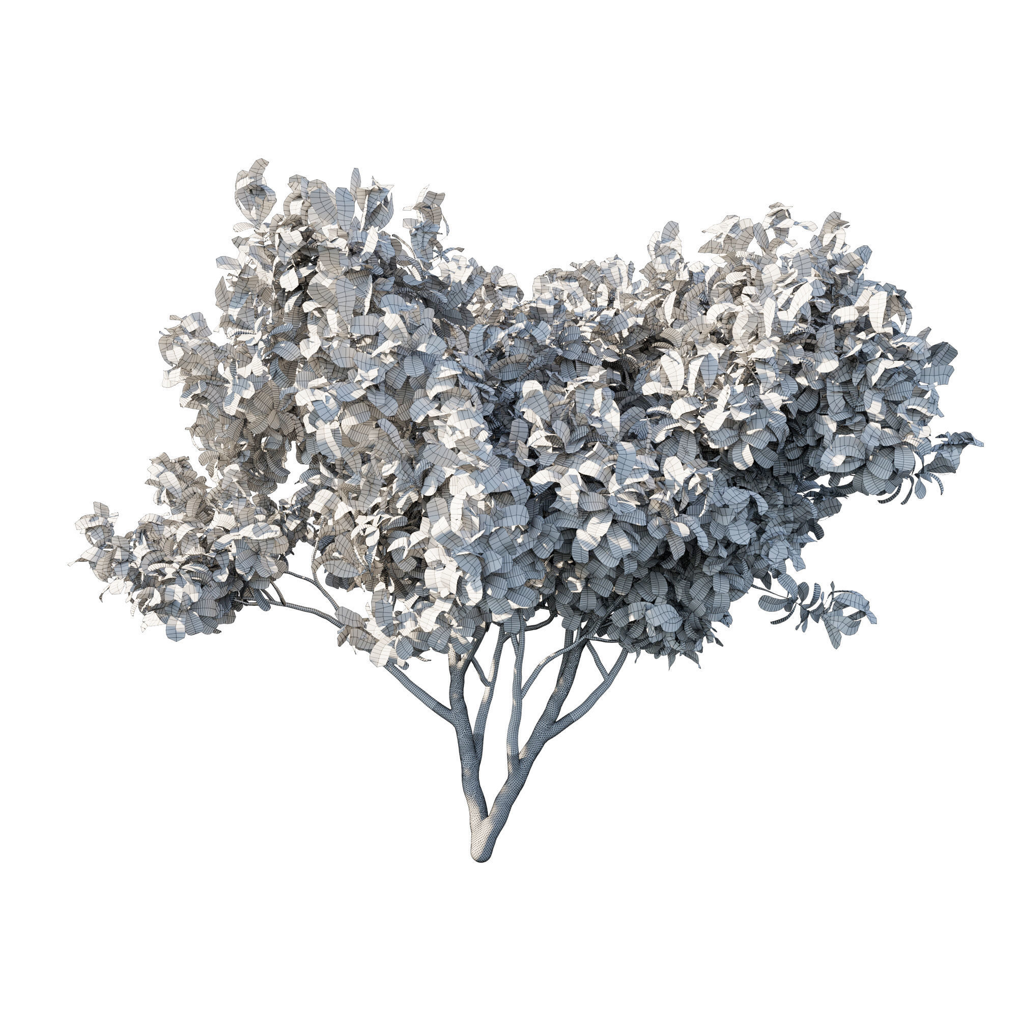 Eriobotrya Japonica Loquat 02 3D model_2