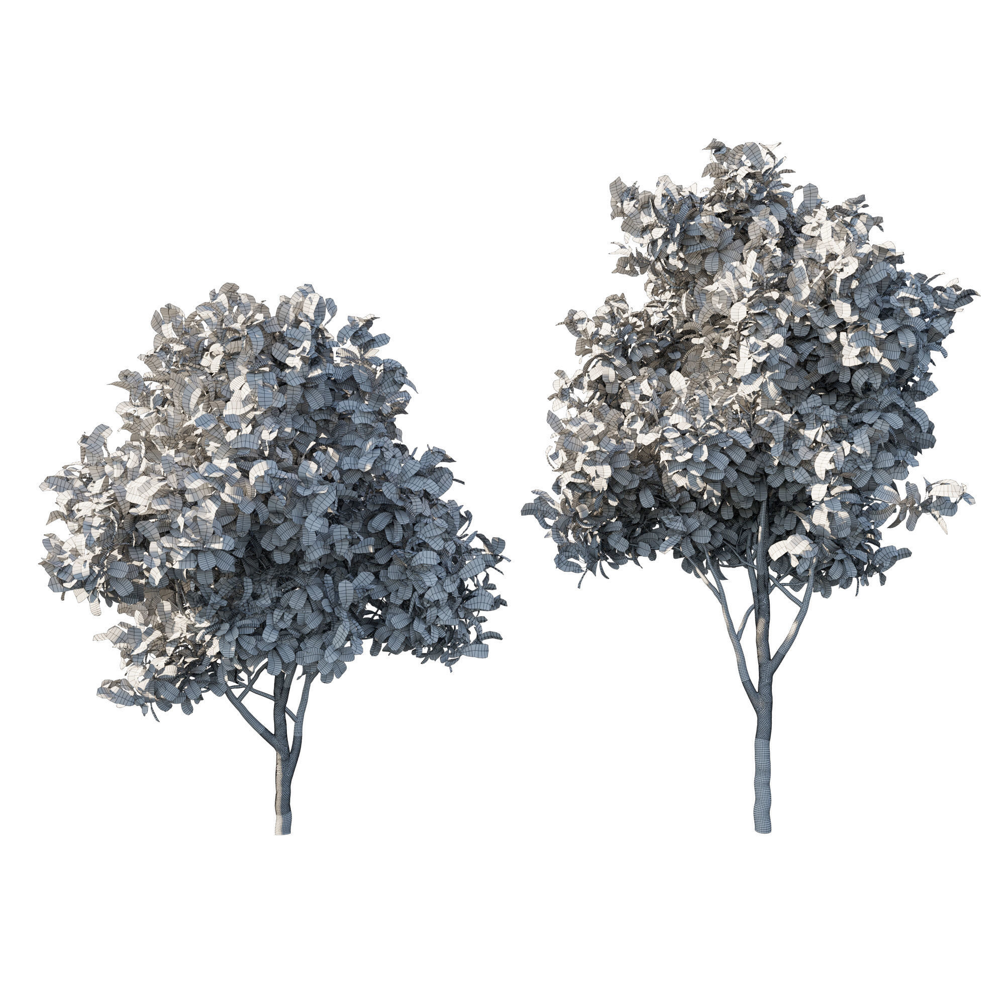 Eriobotrya Japonica Loquat 03 3D model_2