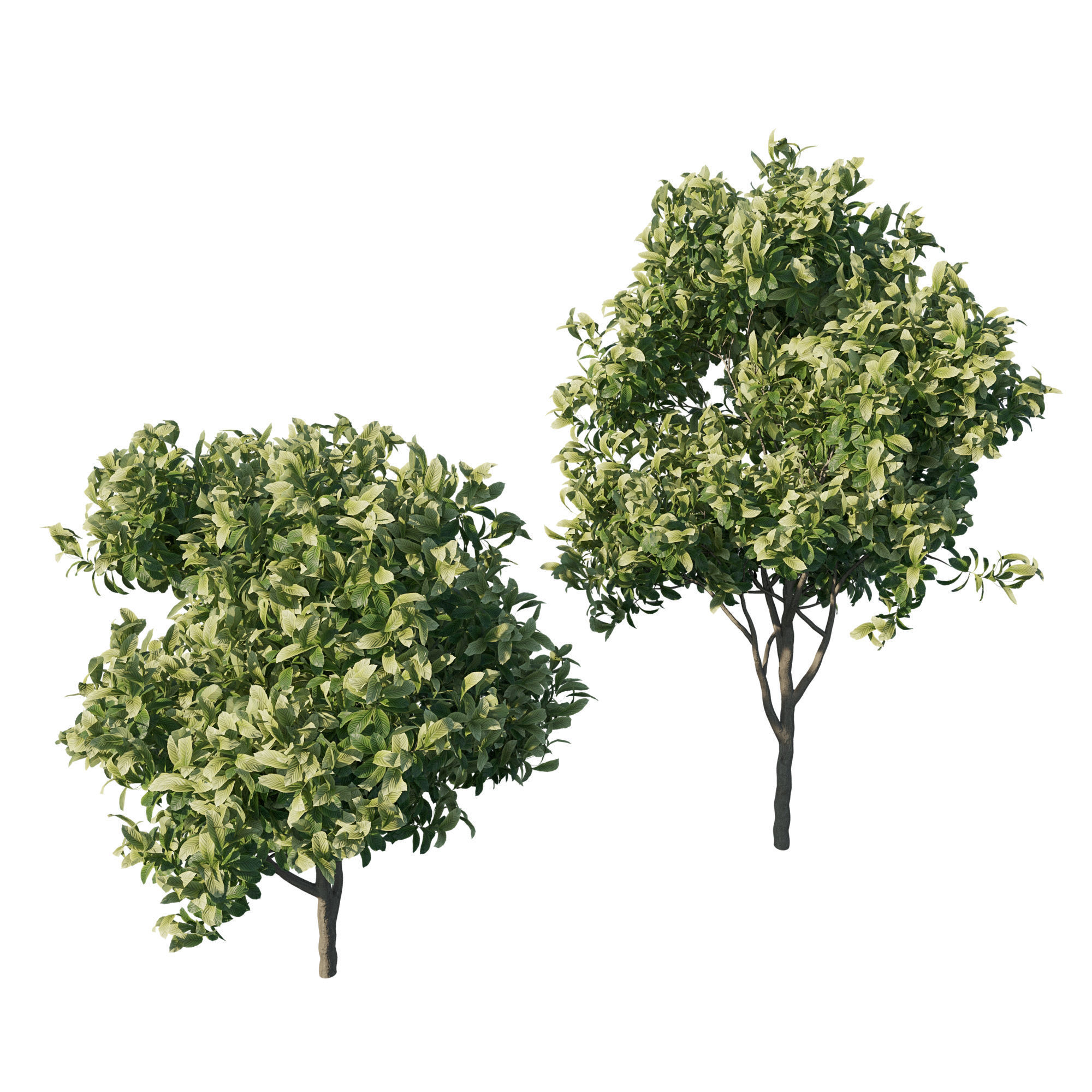 Eriobotrya Japonica Loquat 03 3D model_1